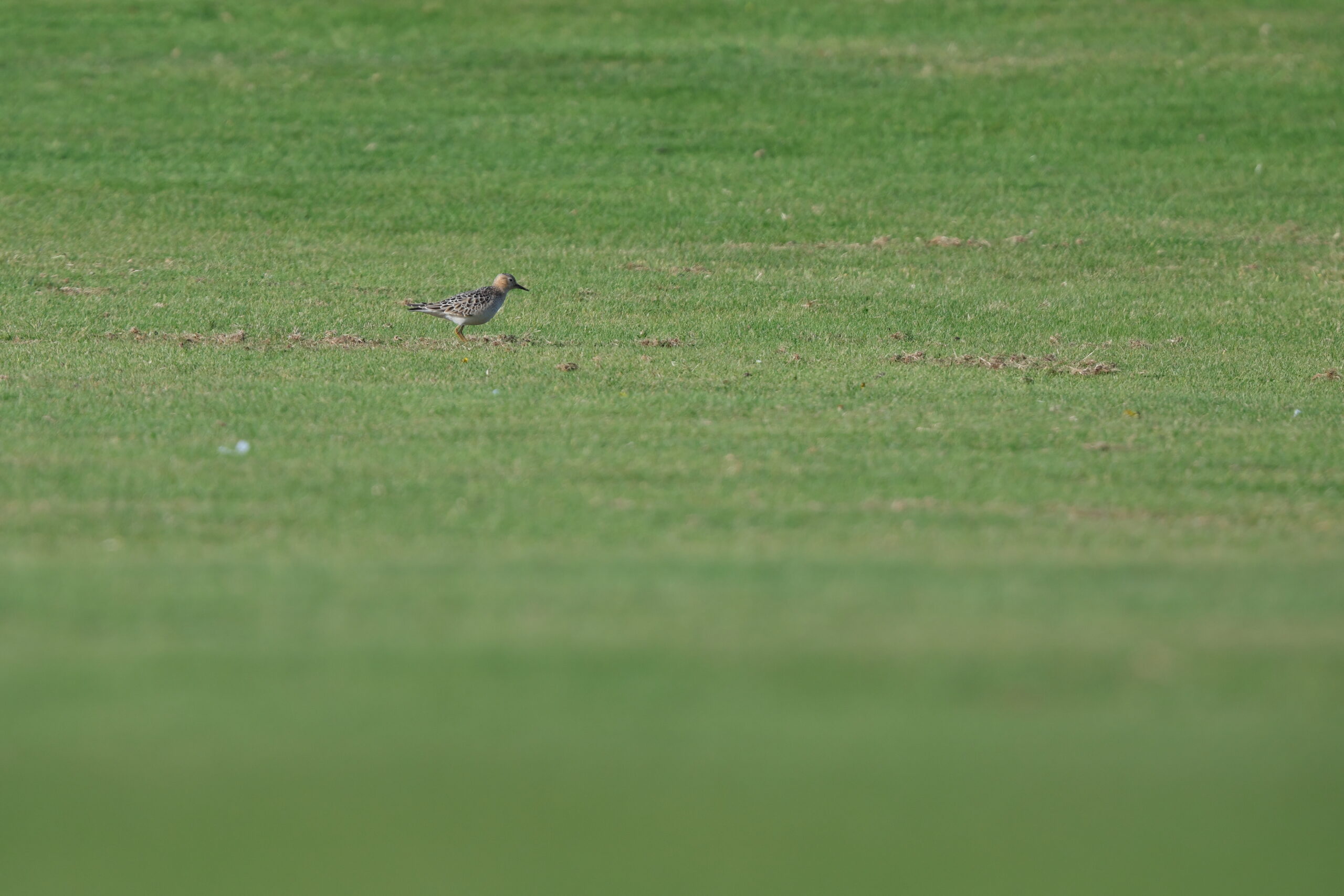 Buff-breasted Sandpiper. Isle of Man, November 2022 © Neil G Morris.