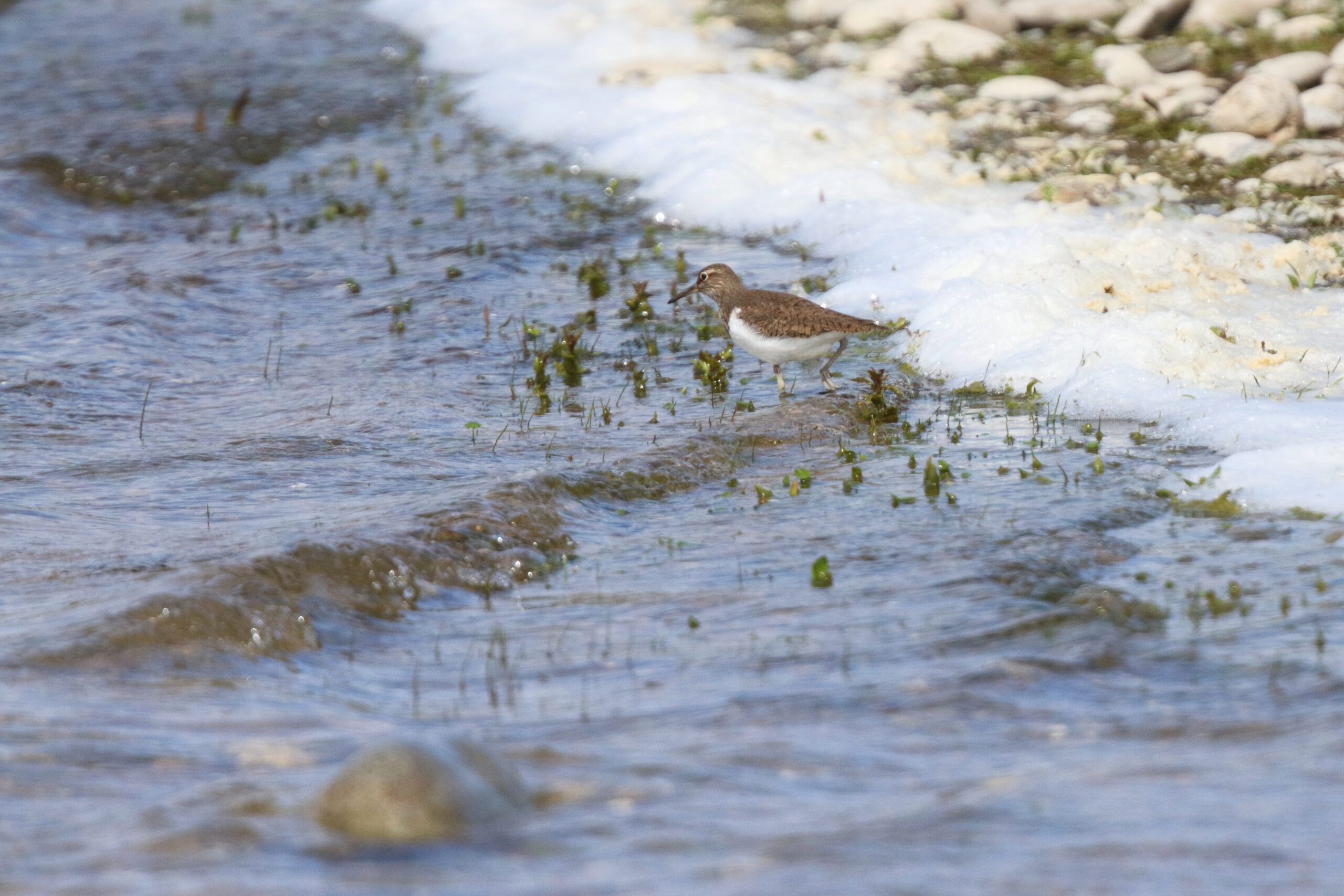 Common Sandpiper. Isle of Man, May 2019 © Neil G. Morris.