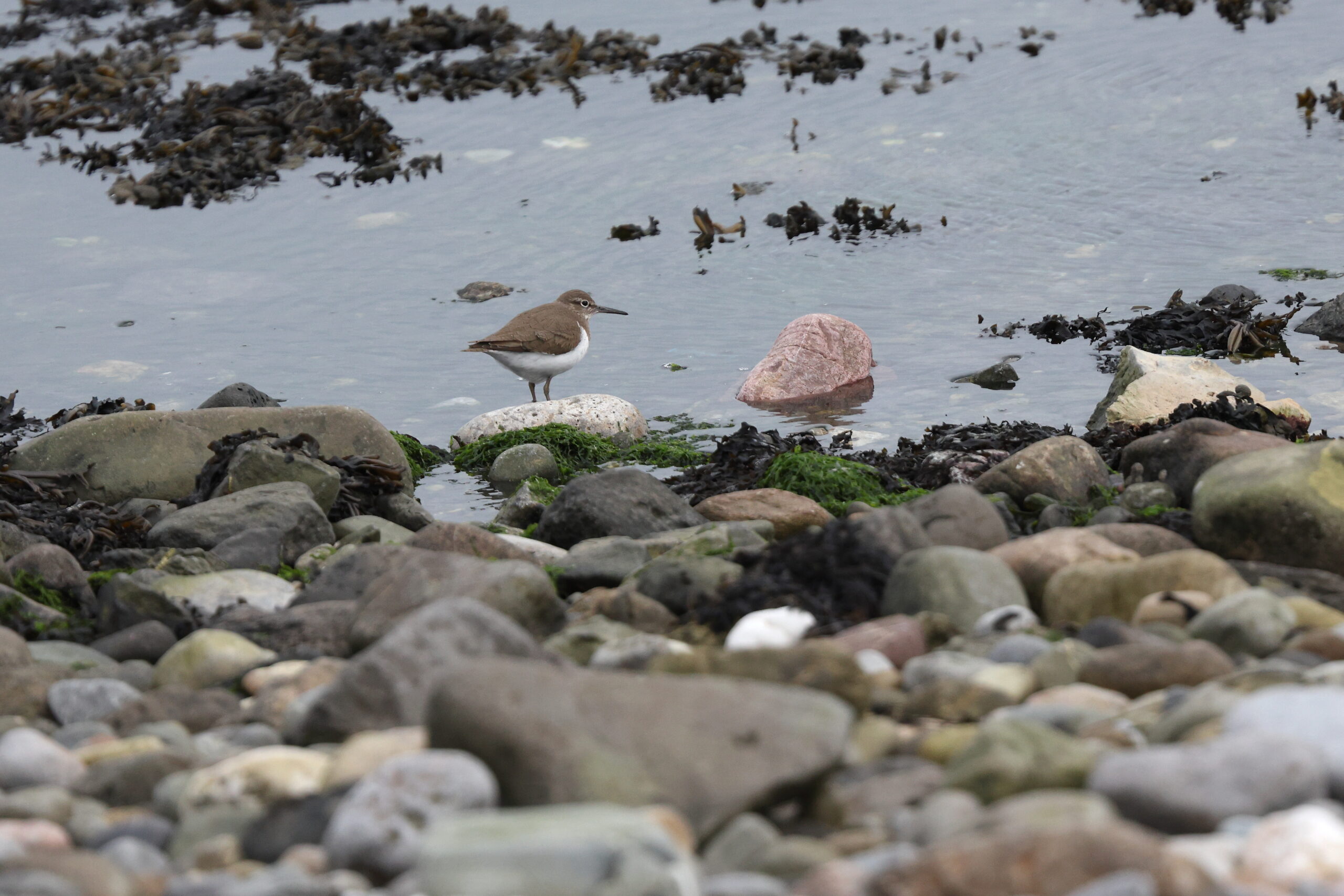 Common Sandpiper. Isle of Man, April 2024 © Neil G Morris.