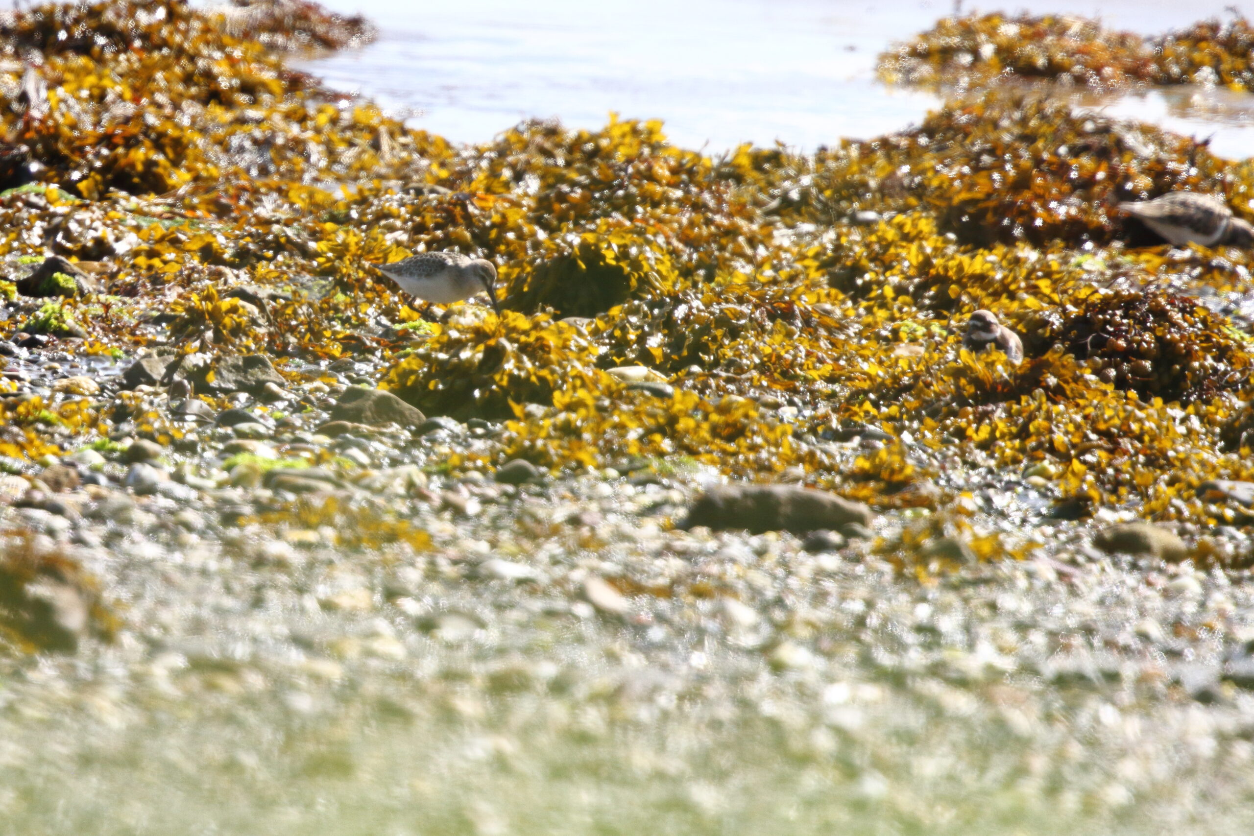 Curlew Sandpiper. Isle of Man, August 2020 © Neil G Morris.