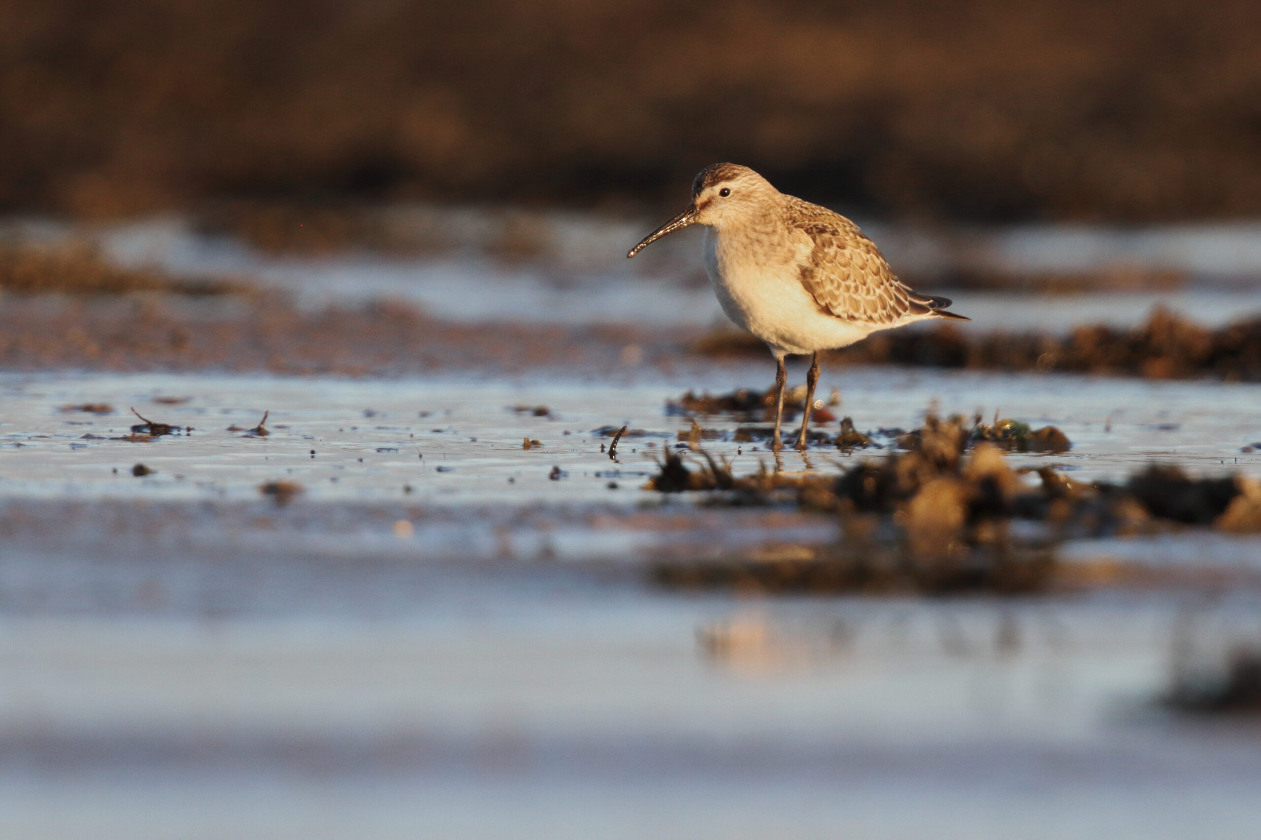 Curlew Sandpiper. Isle of Man, September 2020 © Neil G Morris.