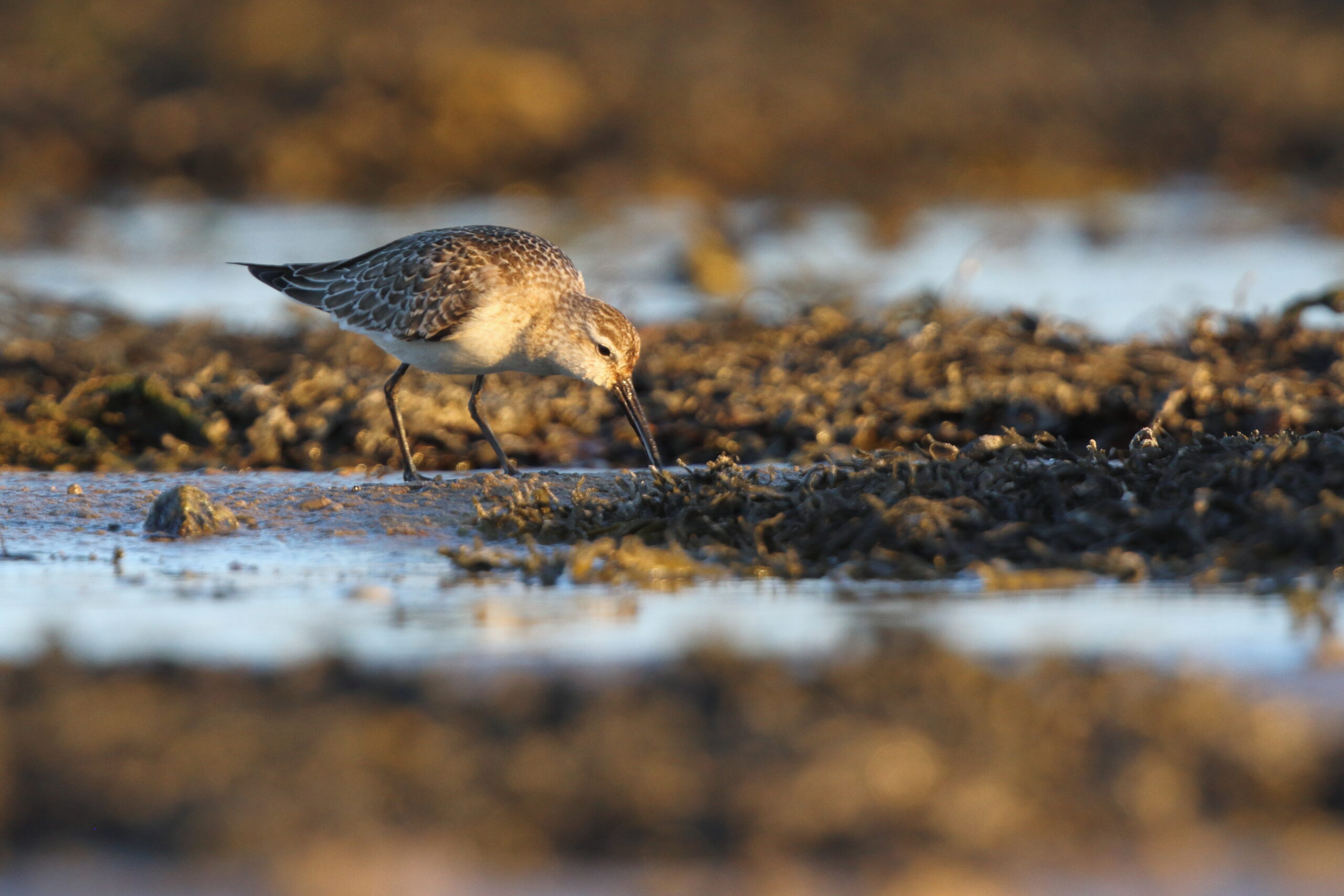 Curlew Sandpiper. Isle of Man, September 2020 © Neil G Morris.