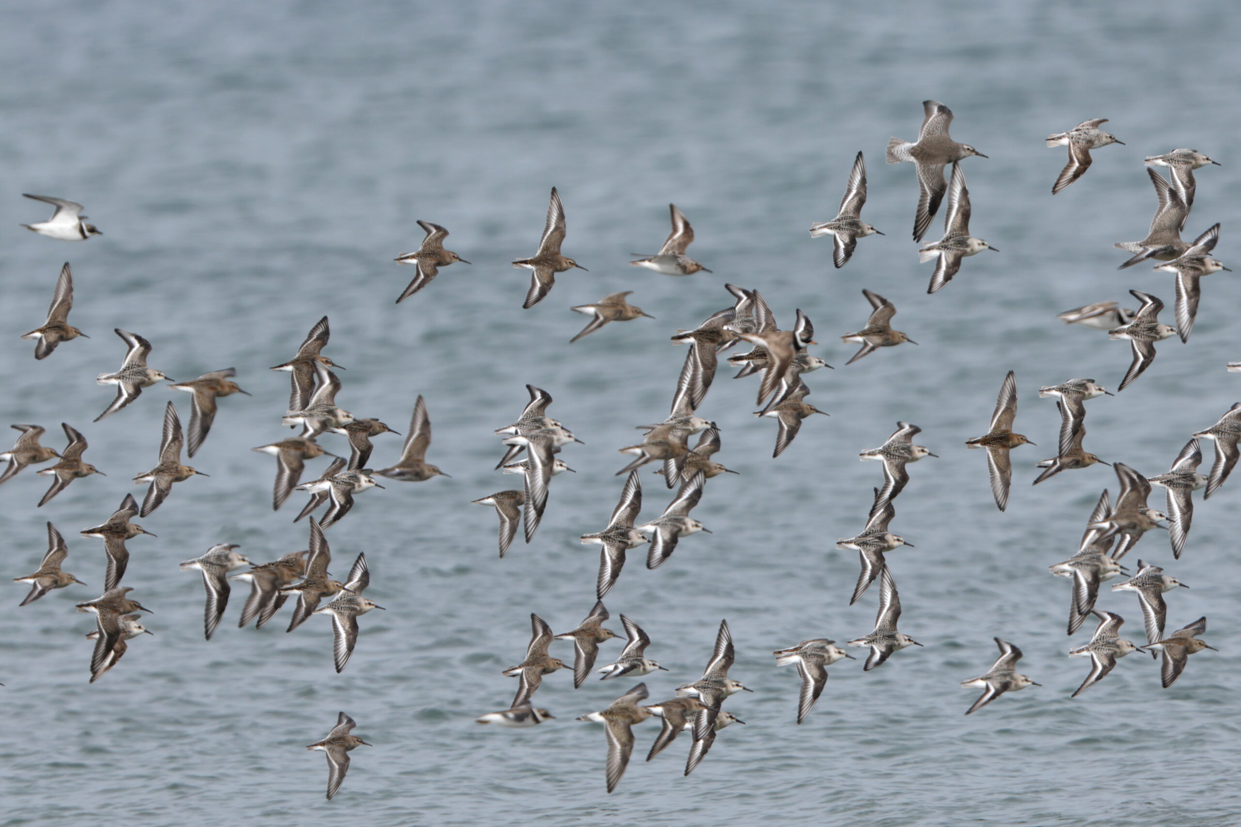 Curlew Sandpiper. Isle of Man, September 2022 © Neil G Morris.