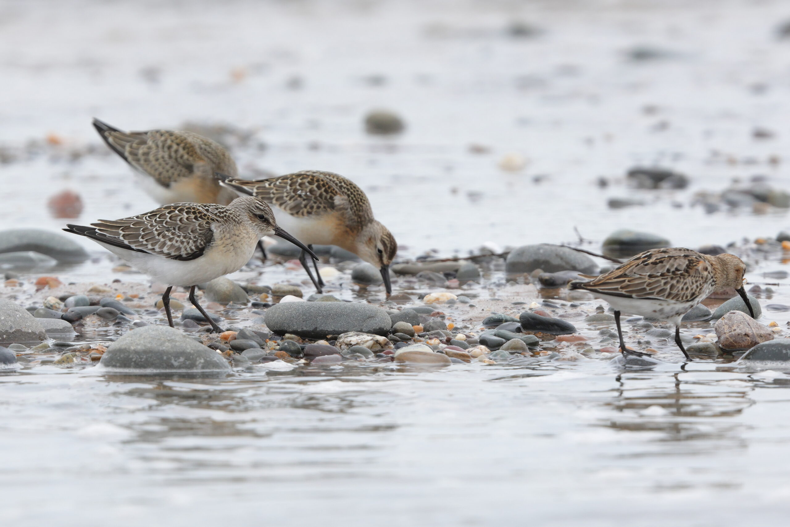 Curlew Sandpiper. Isle of Man, September 2022 © Neil G Morris.