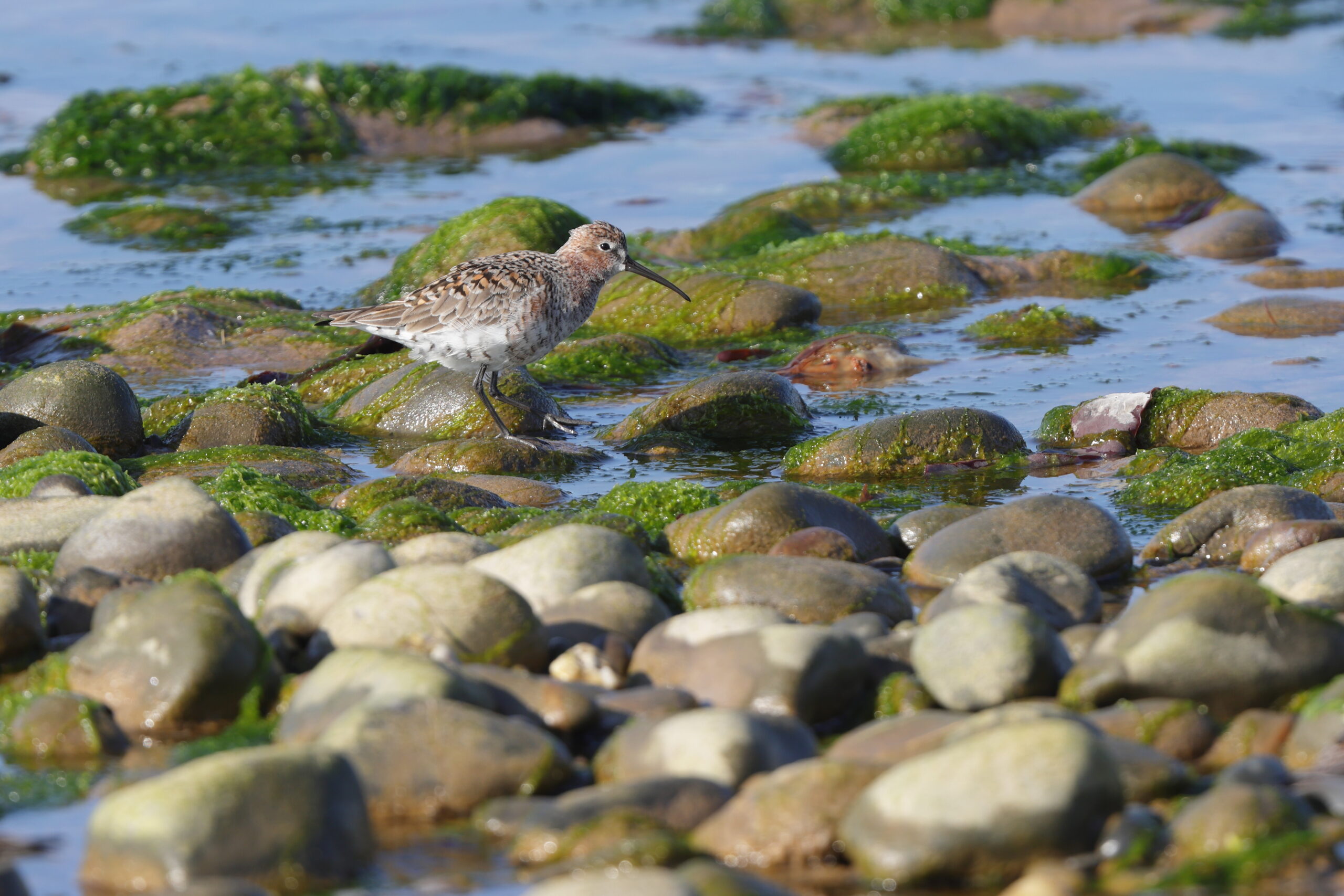 Curlew Sandpiper. Isle of Man, May 2023 © Neil G Morris.