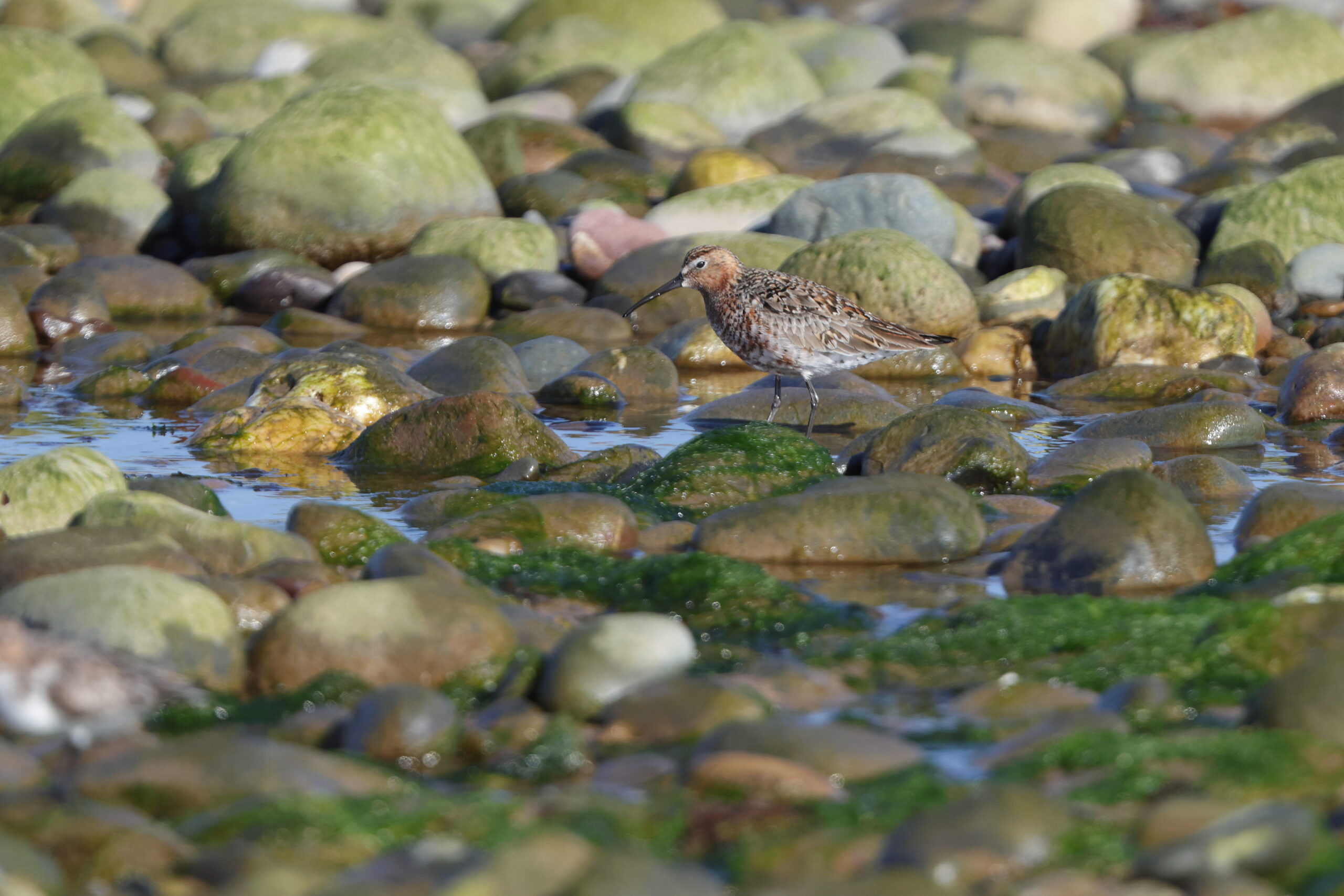 Curlew Sandpiper. Isle of Man, May 2023 © Neil G Morris.
