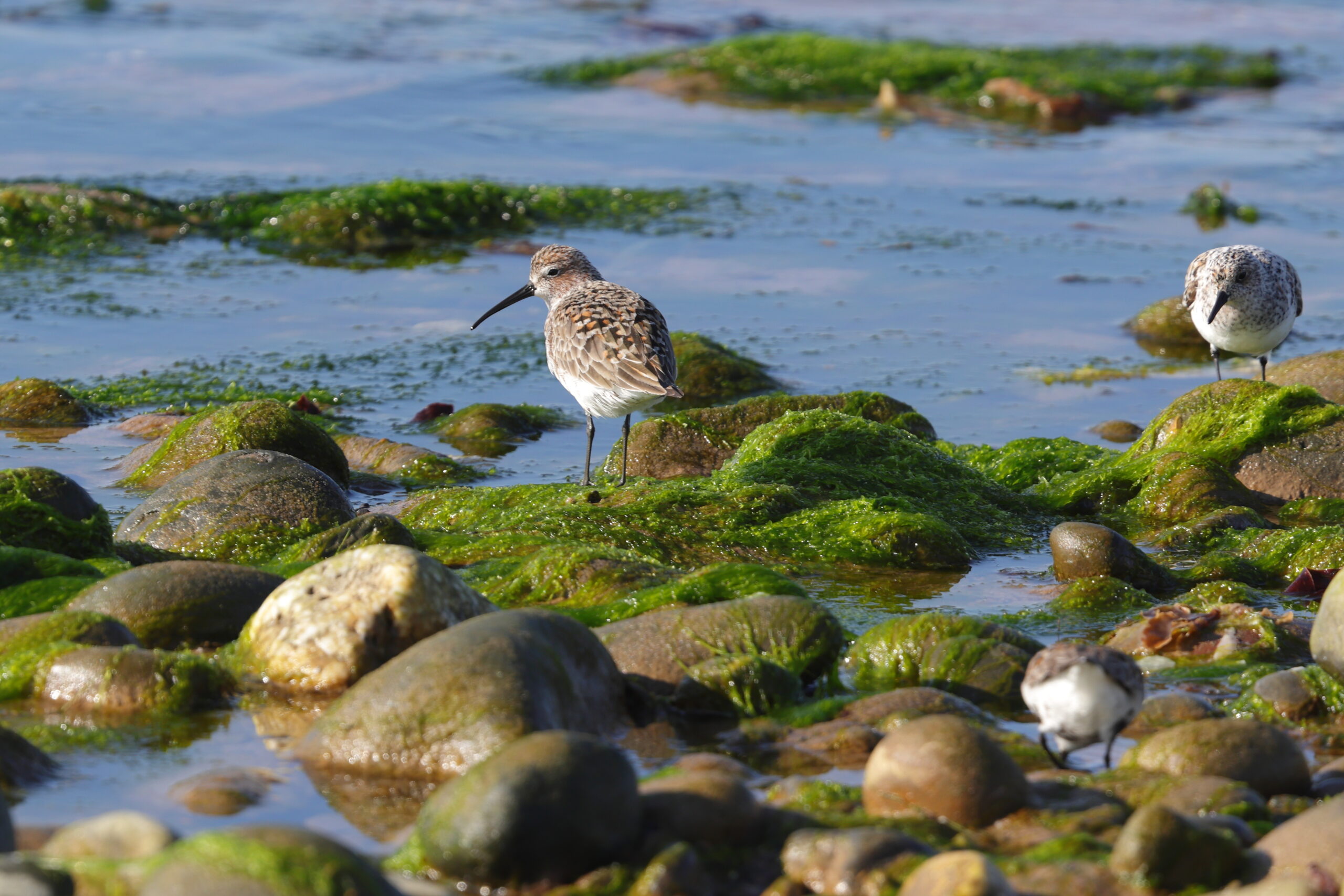 Curlew Sandpiper. Isle of Man, May 2023 © Neil G Morris.