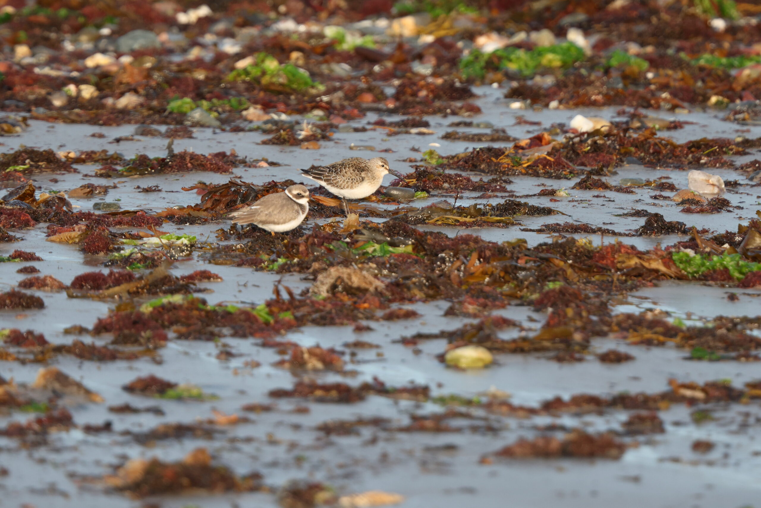 Curlew Sandpiper. Isle of Man, September 2023 © Neil G Morris.