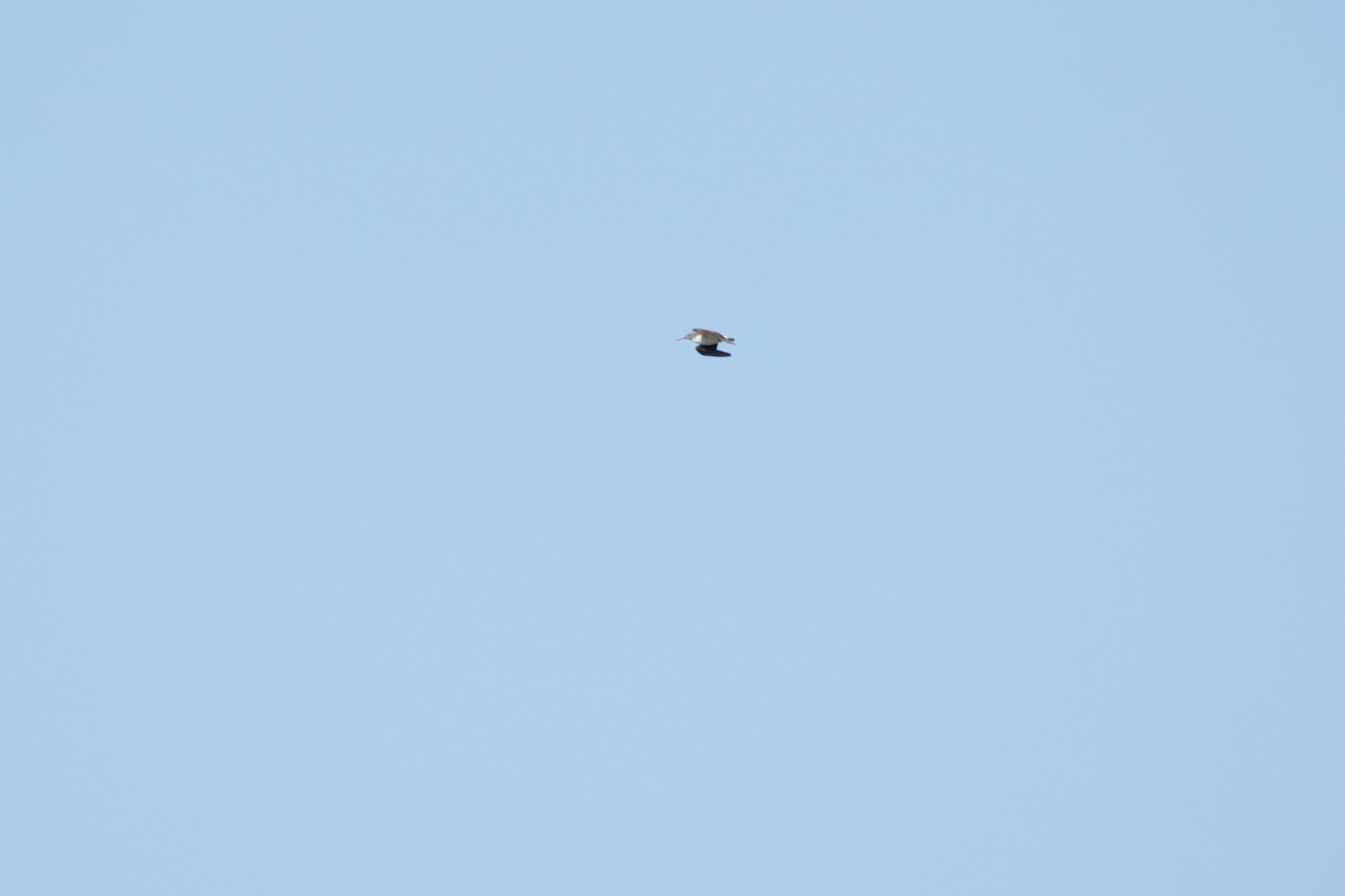 Green Sandpiper. Isle of Man, July 2023 © Neil G Morris.