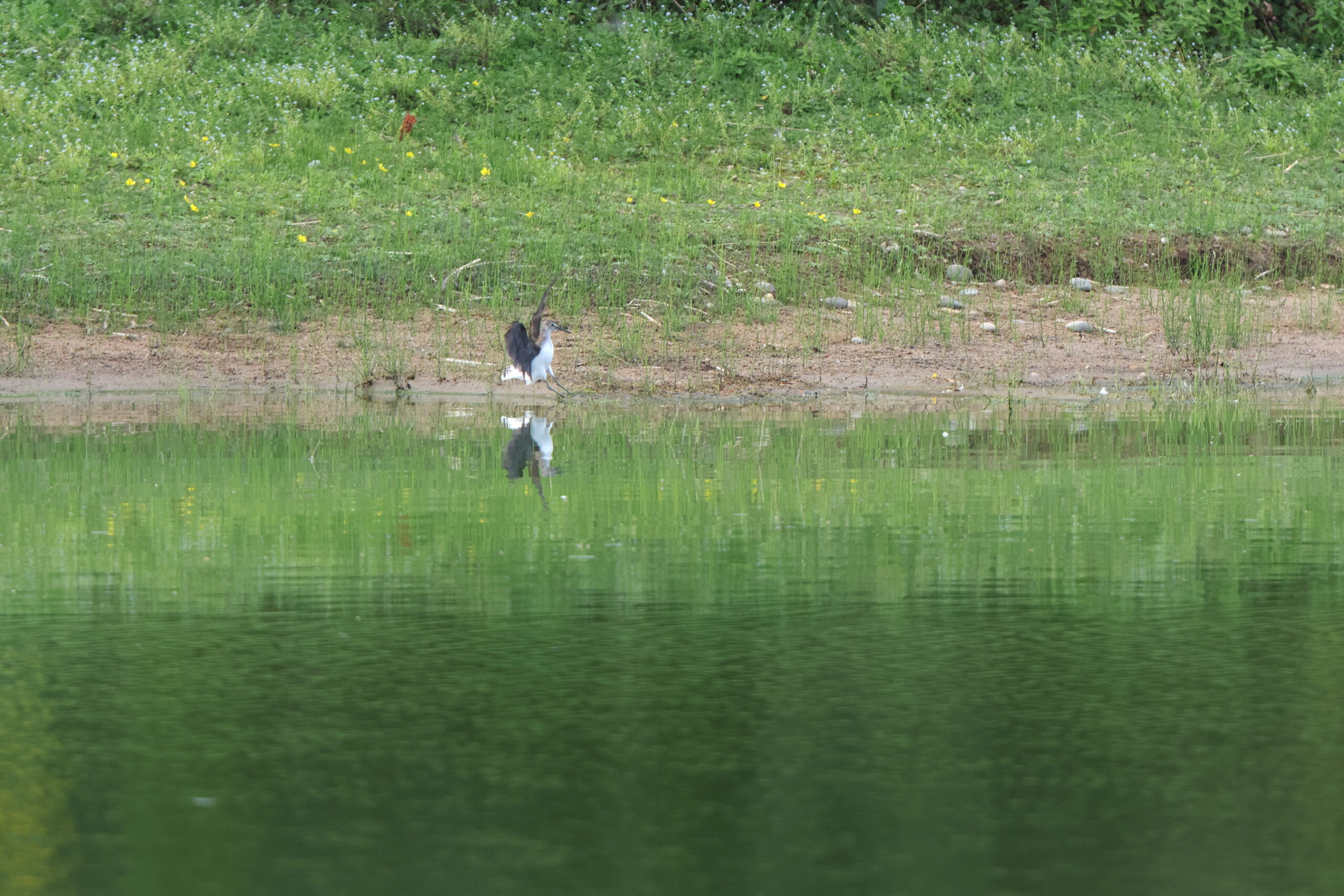 Green Sandpiper. Isle of Man, August 2024 © Neil G Morris.