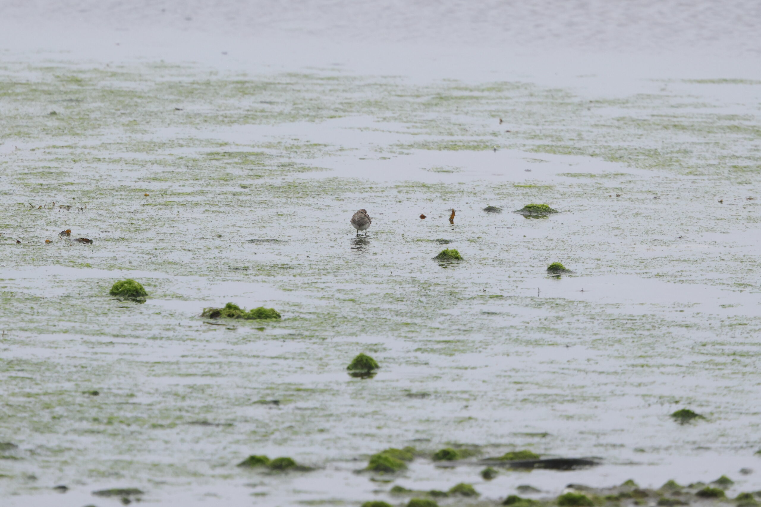 Pectoral Sandpiper. Isle of Man, July 2023 © Neil G Morris.