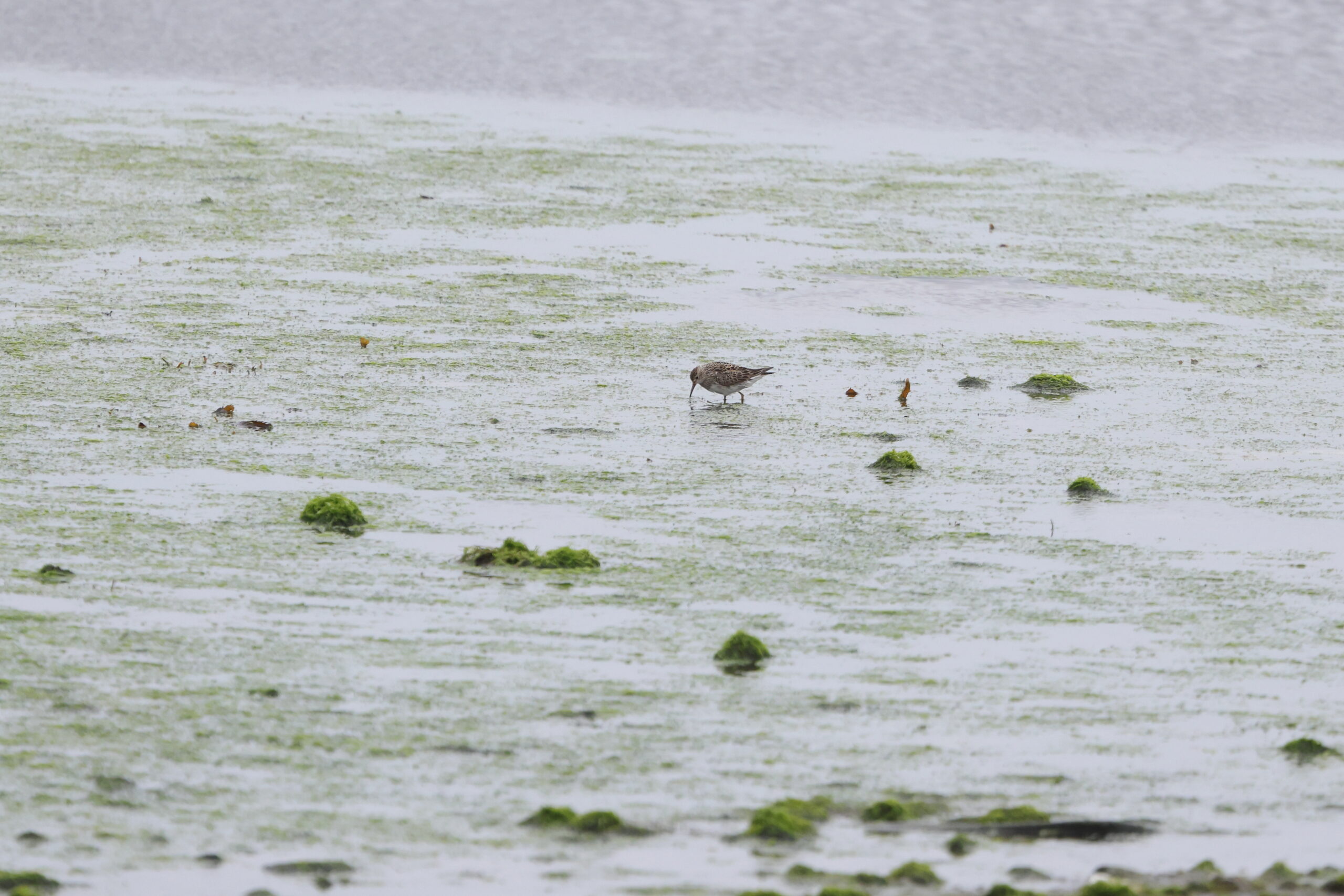 Pectoral Sandpiper. Isle of Man, July 2023 © Neil G Morris.
