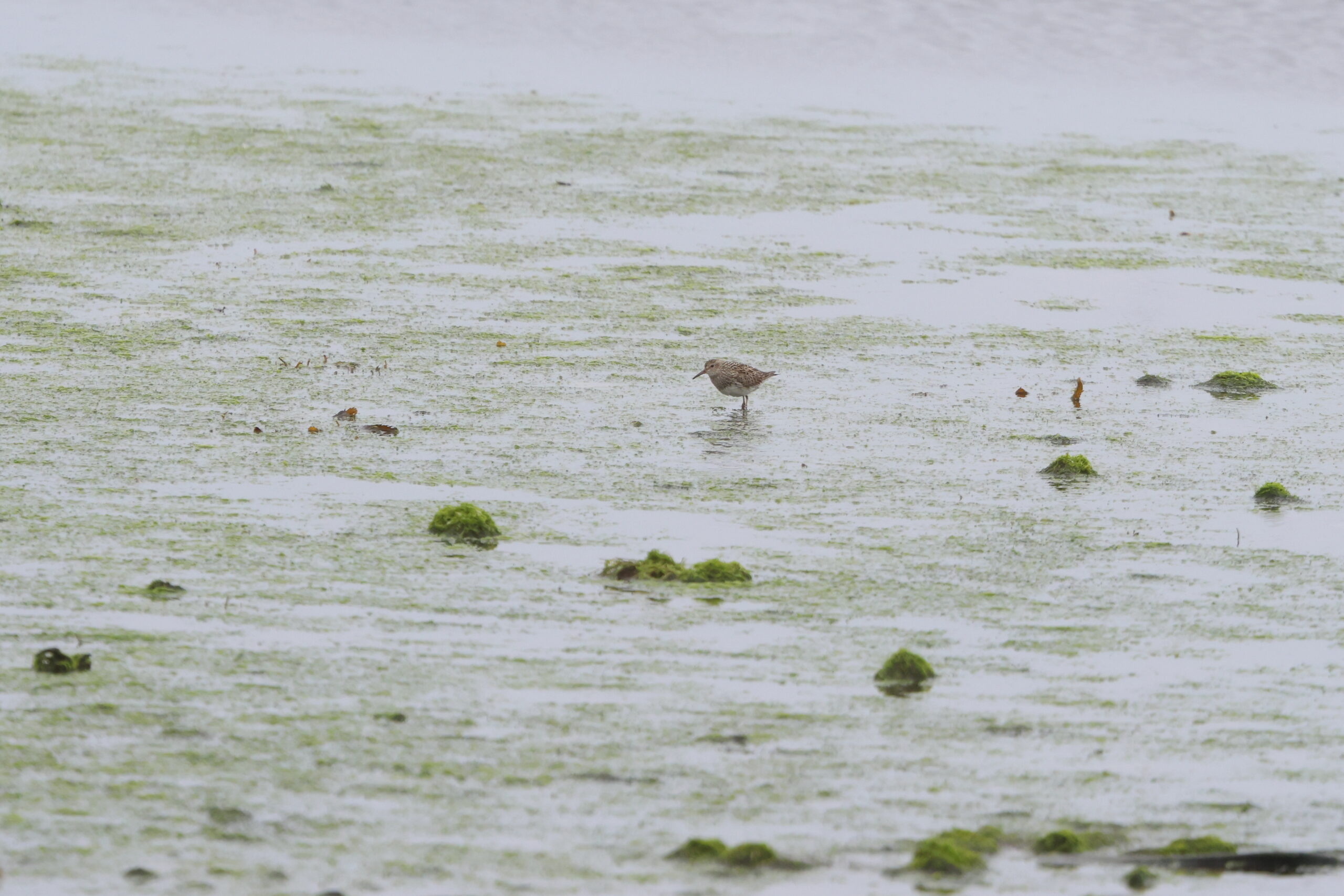 Pectoral Sandpiper. Isle of Man, July 2023 © Neil G Morris.