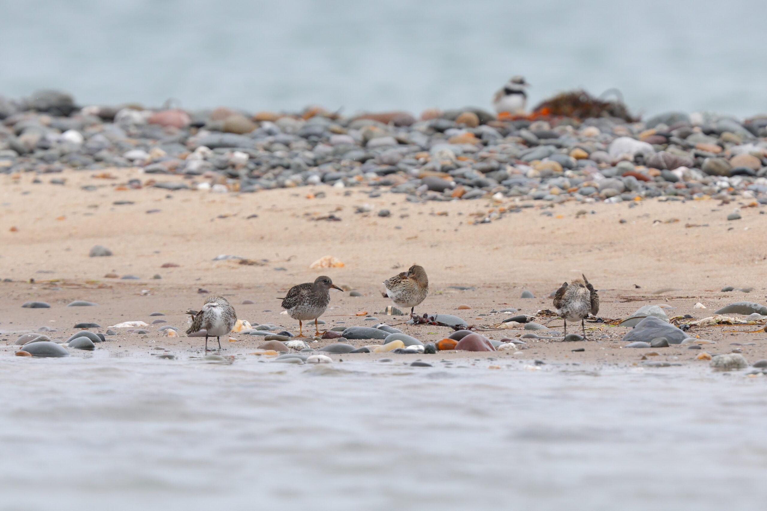 Purple Sandpiper. Isle of Man, September 2022 © Neil G Morris.