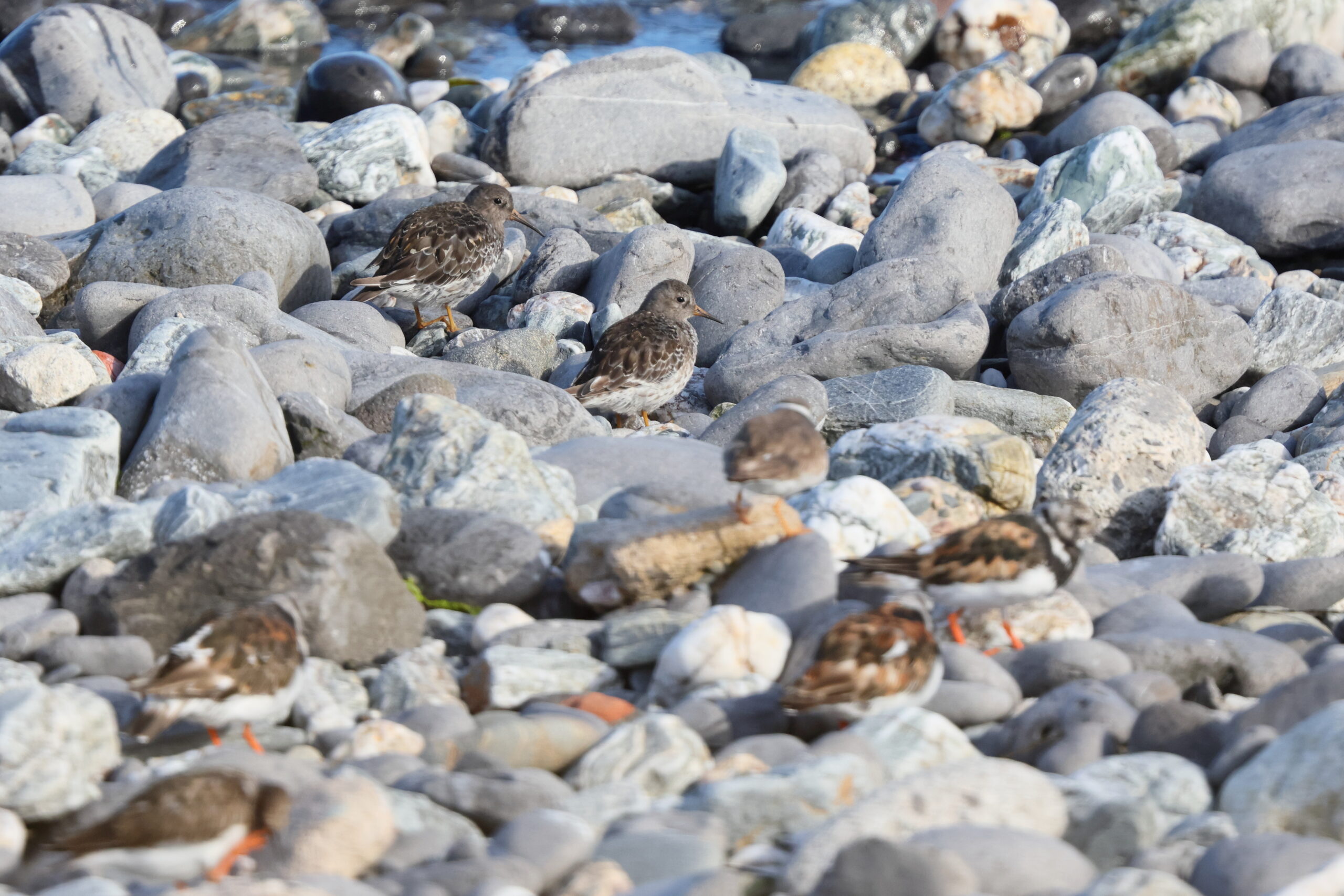 Purple Sandpiper. Isle of Man, August 2024 © Neil G Morris.