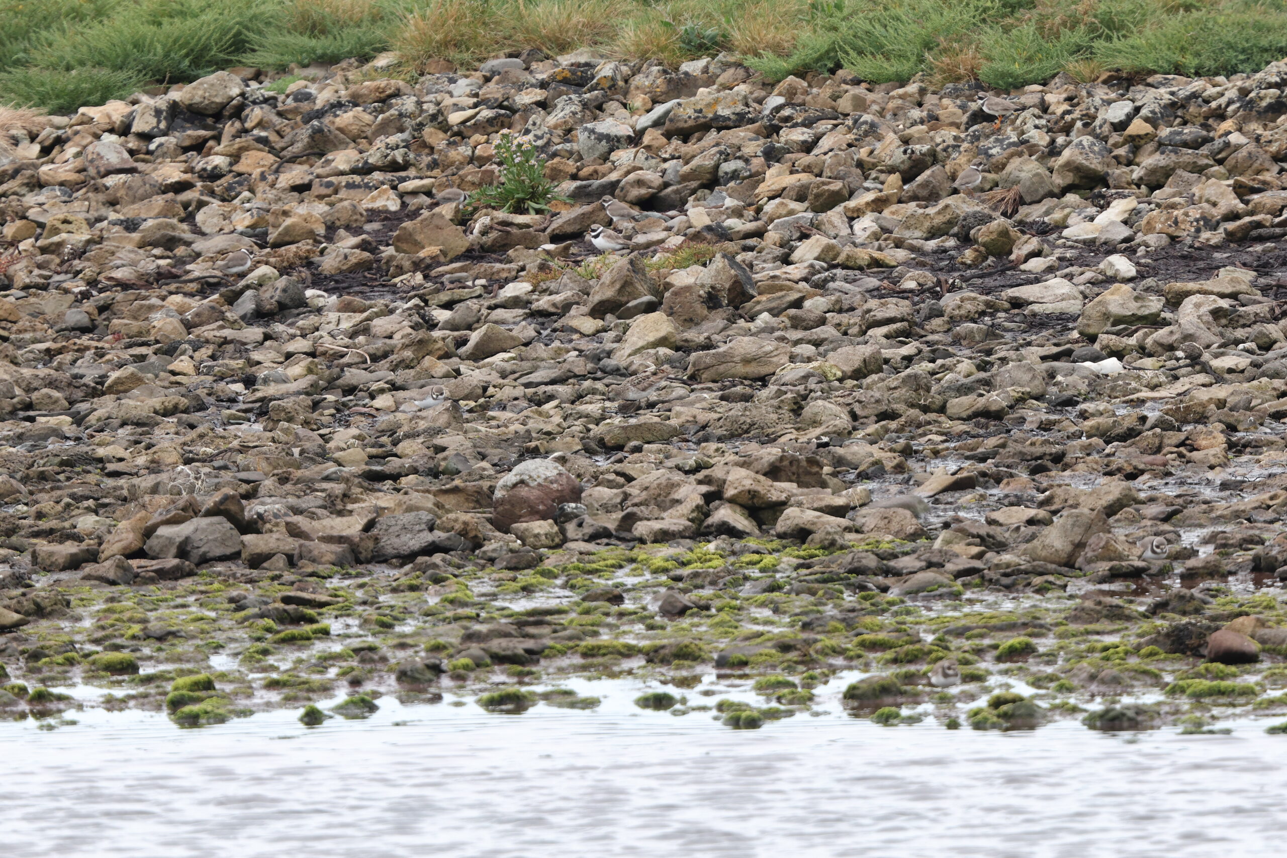 Sharp-tailed Sandpiper. Isle of Man, August 2022 © Neil G Morris.