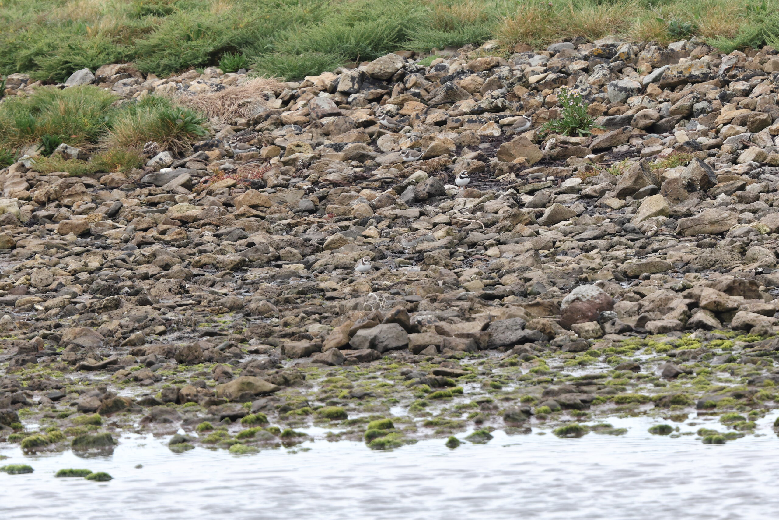 Sharp-tailed Sandpiper. Isle of Man, August 2022 © Neil G Morris.