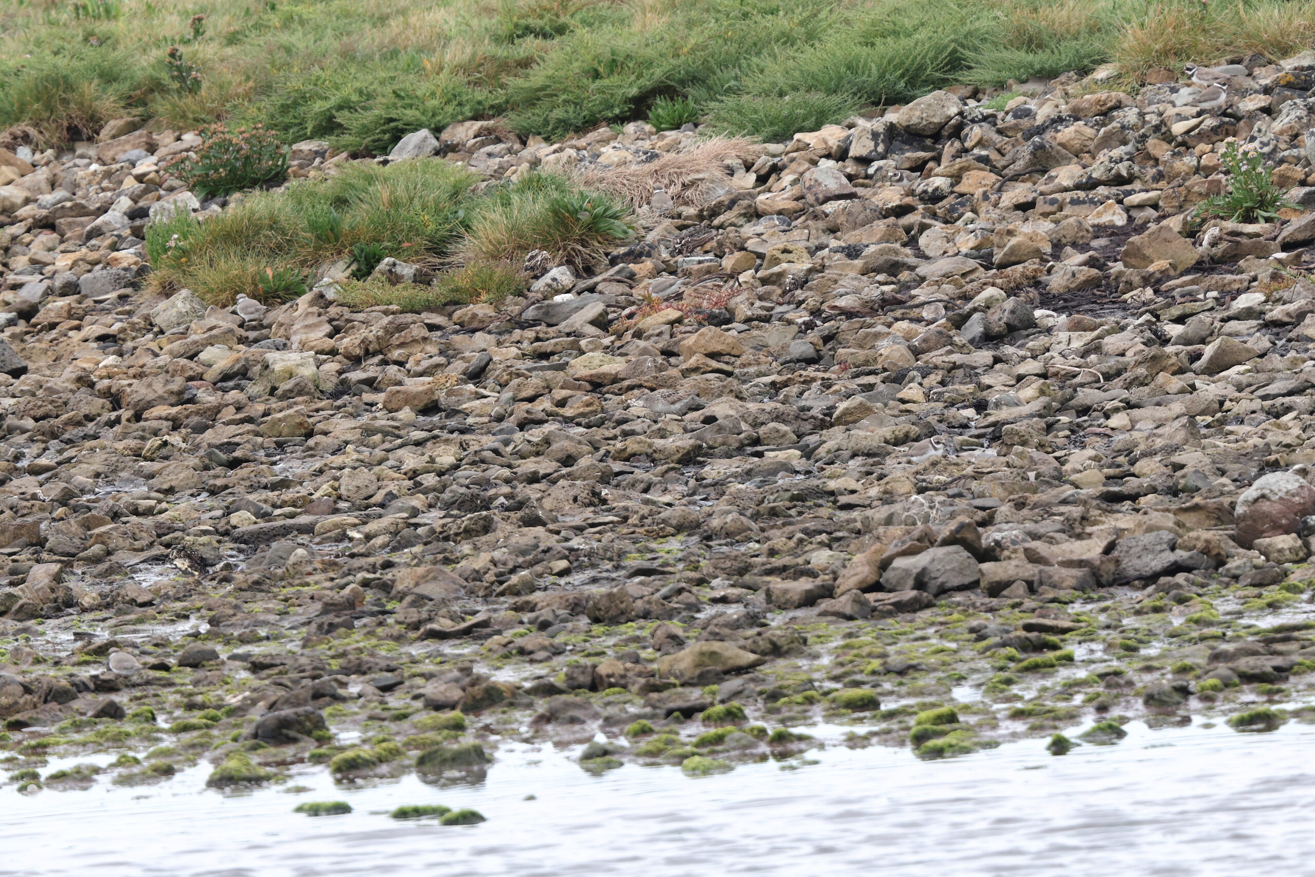 Sharp-tailed Sandpiper. Isle of Man, August 2022 © Neil G Morris.