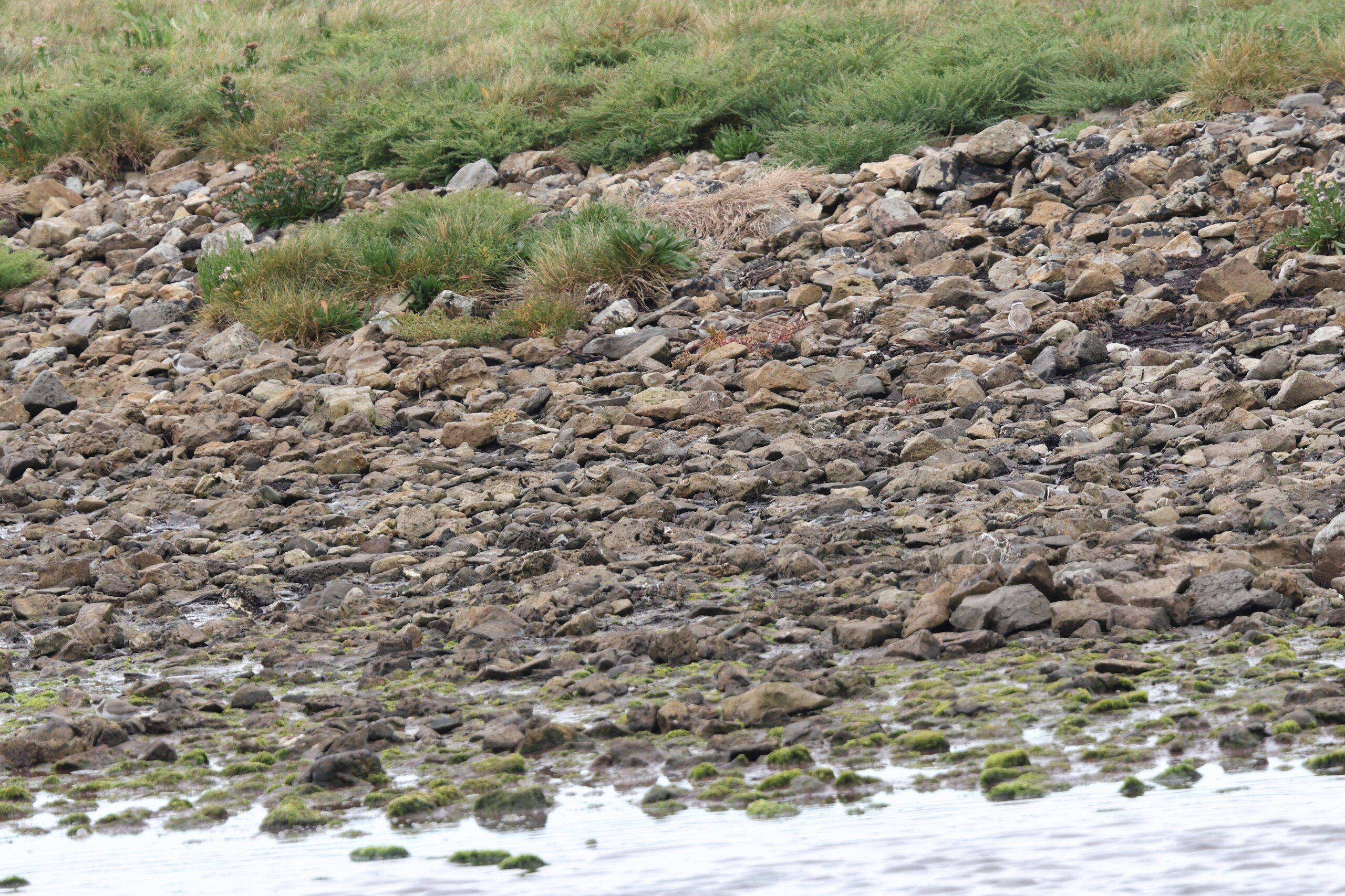 Sharp-tailed Sandpiper. Isle of Man, August 2022 © Neil G Morris.