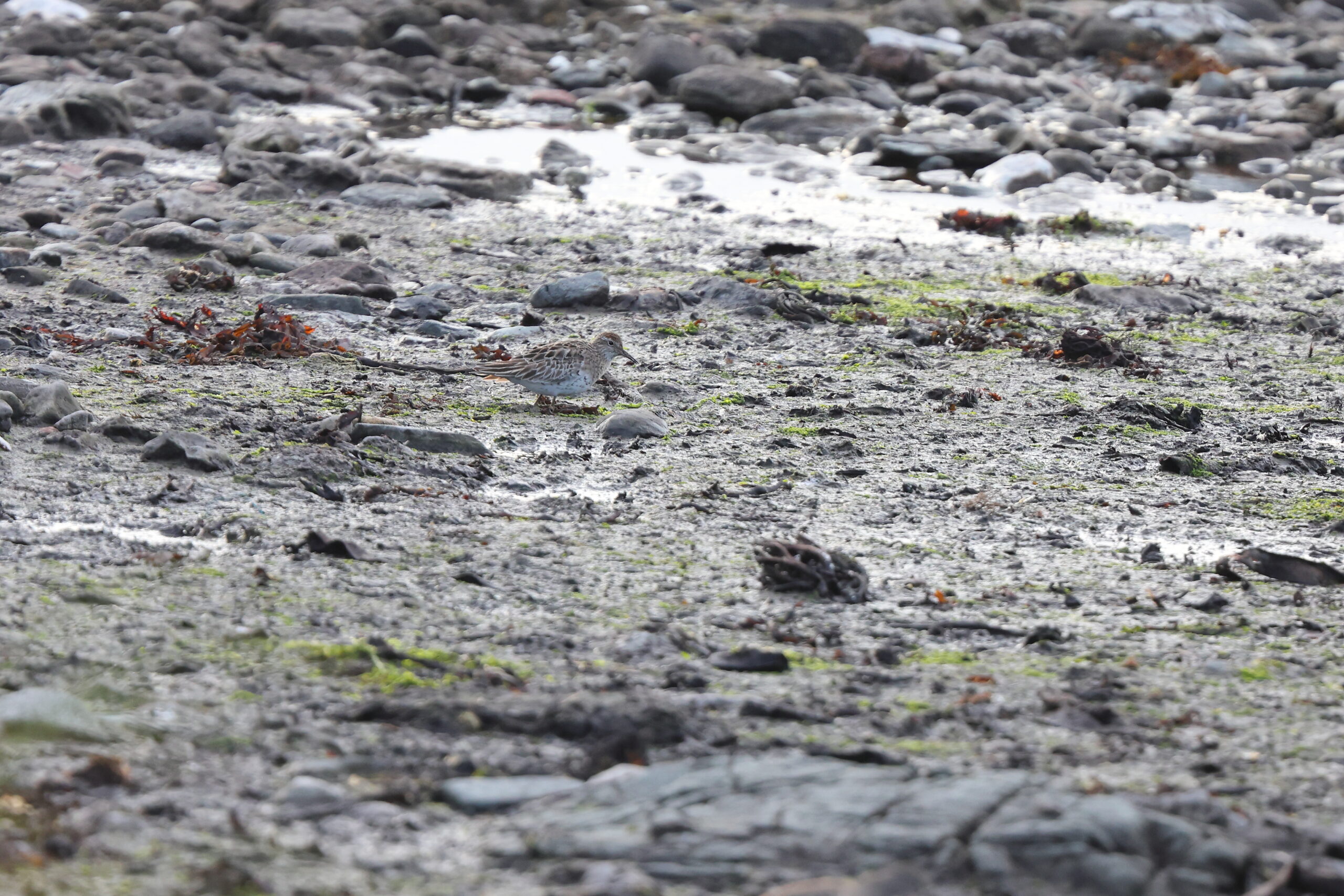 Sharp-tailed Sandpiper. Isle of Man, August 2023 © Neil G Morris.