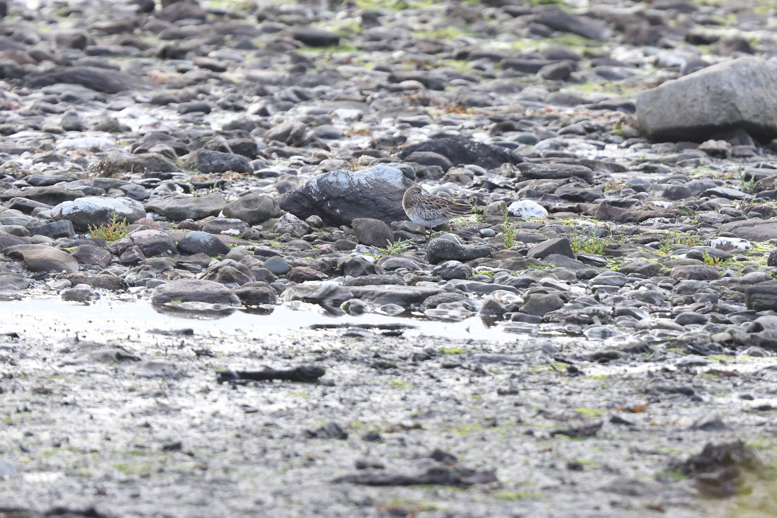 Sharp-tailed Sandpiper. Isle of Man, August 2023 © Neil G Morris.