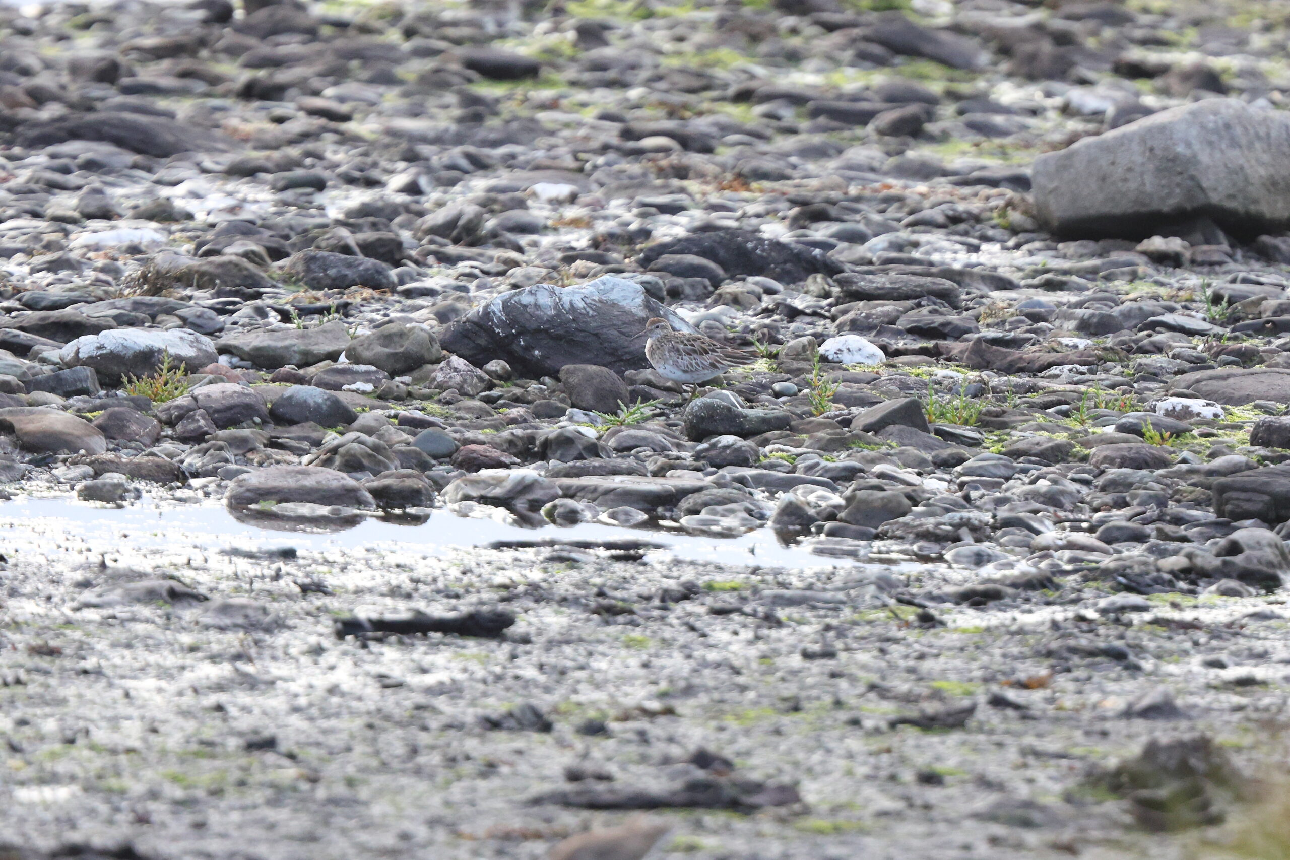 Sharp-tailed Sandpiper. Isle of Man, August 2023 © Neil G Morris.