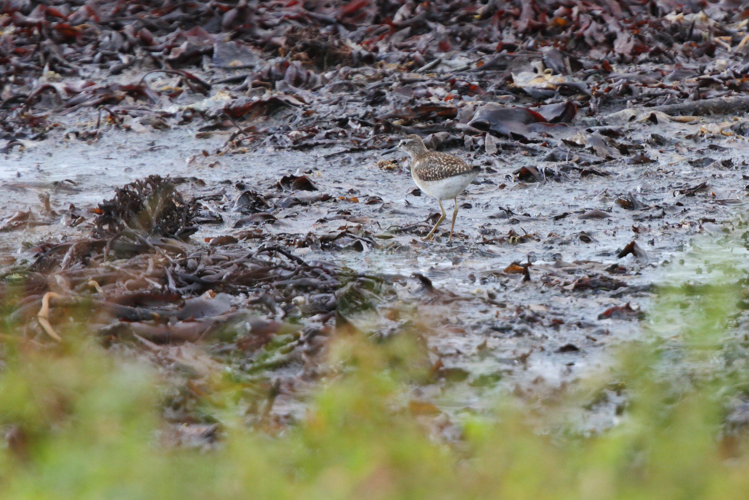 Wood Sandpiper. Isle of Man, September 2020 © Neil G Morris.
