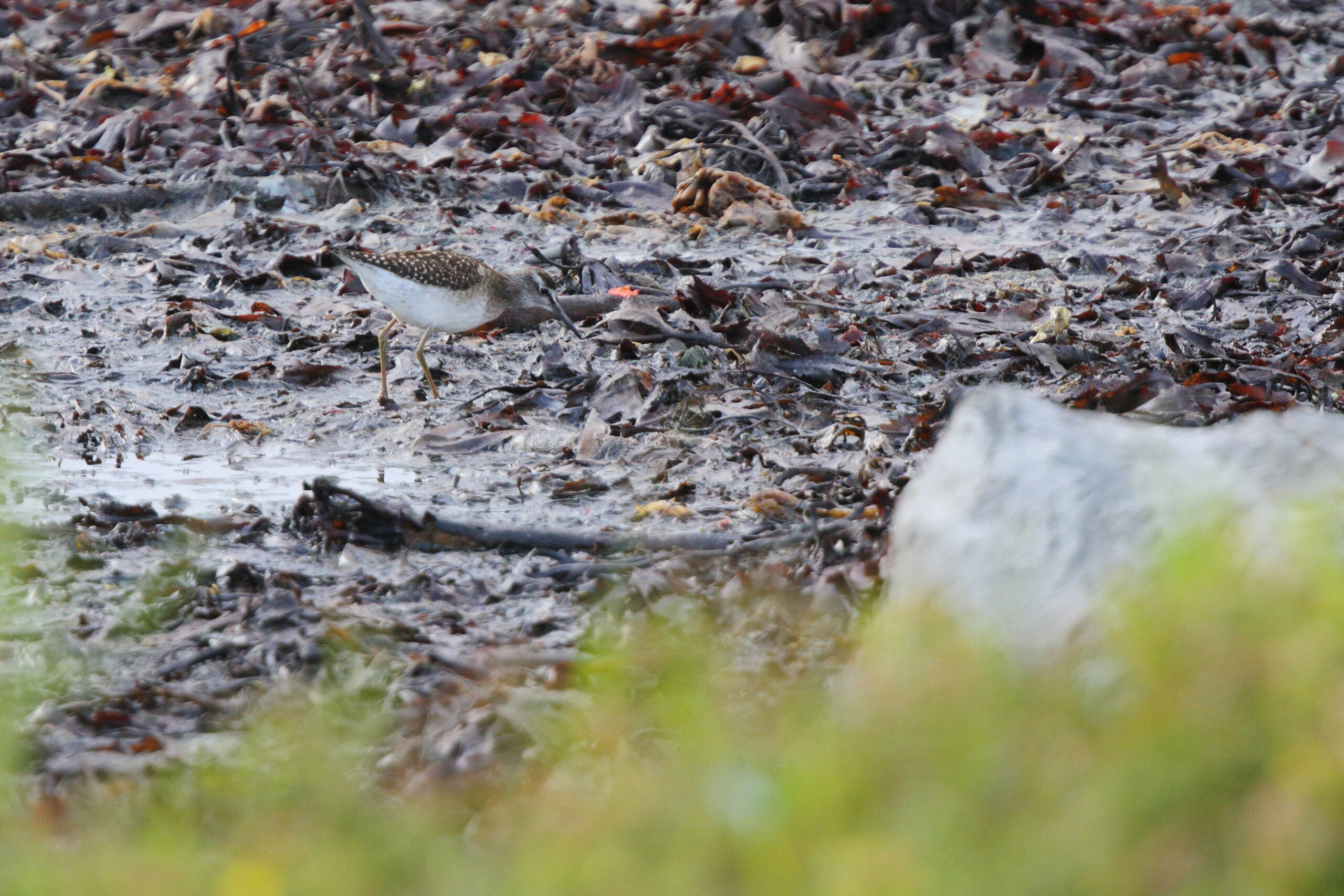 Wood Sandpiper. Isle of Man, September 2020 © Neil G Morris.