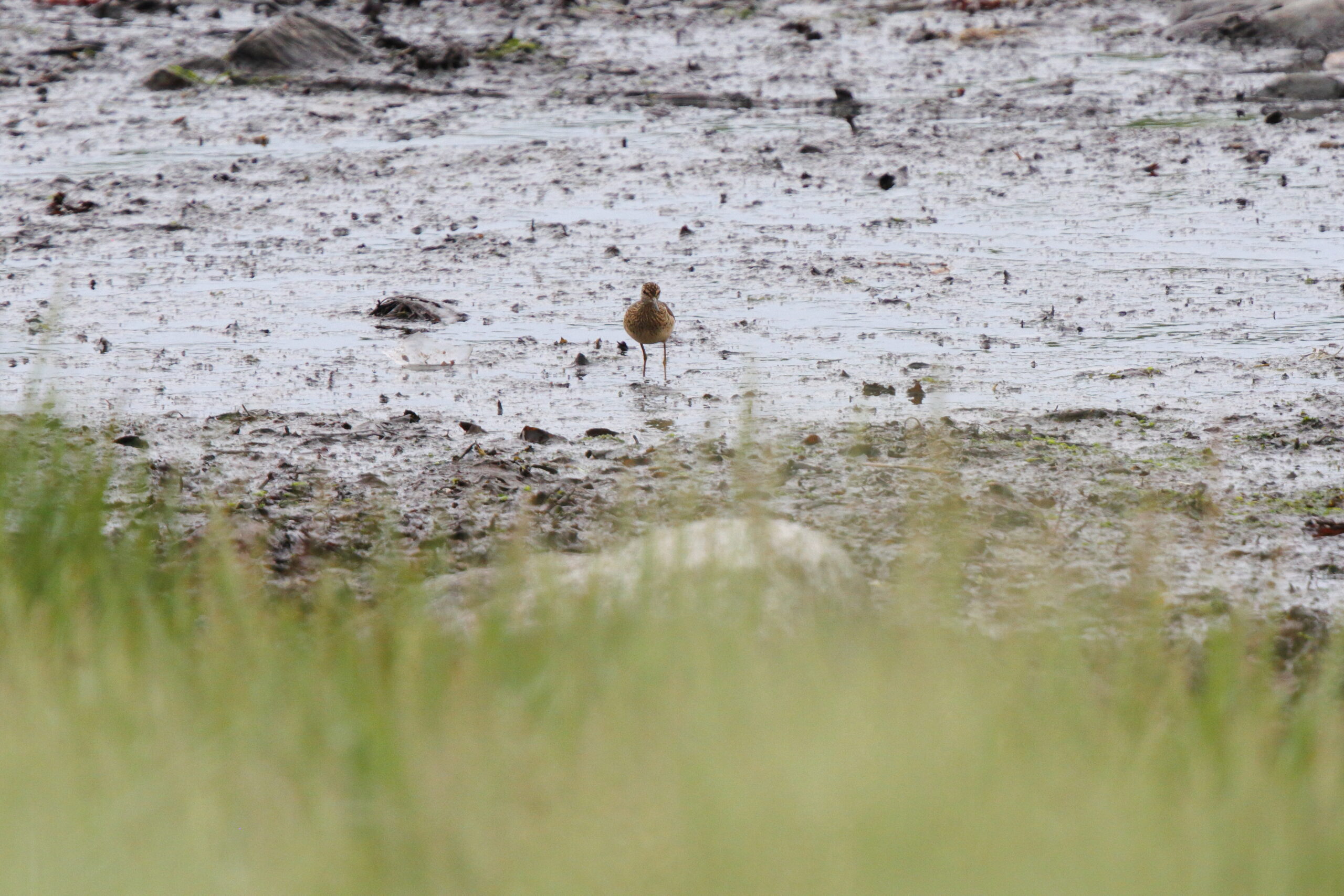 Wood Sandpiper. Isle of Man, June 2021 © Neil G Morris.