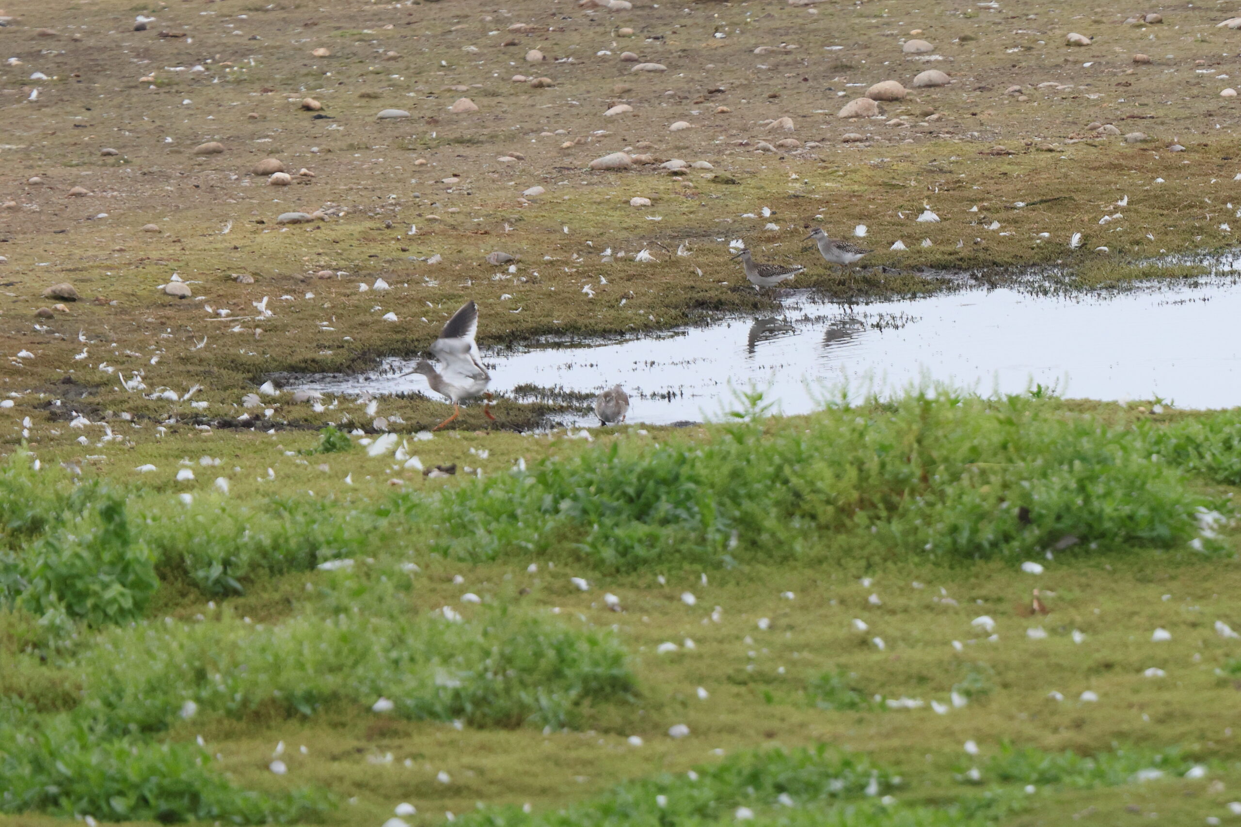 Wood Sandpiper. Isle of Man, August 2024 © Neil G Morris.