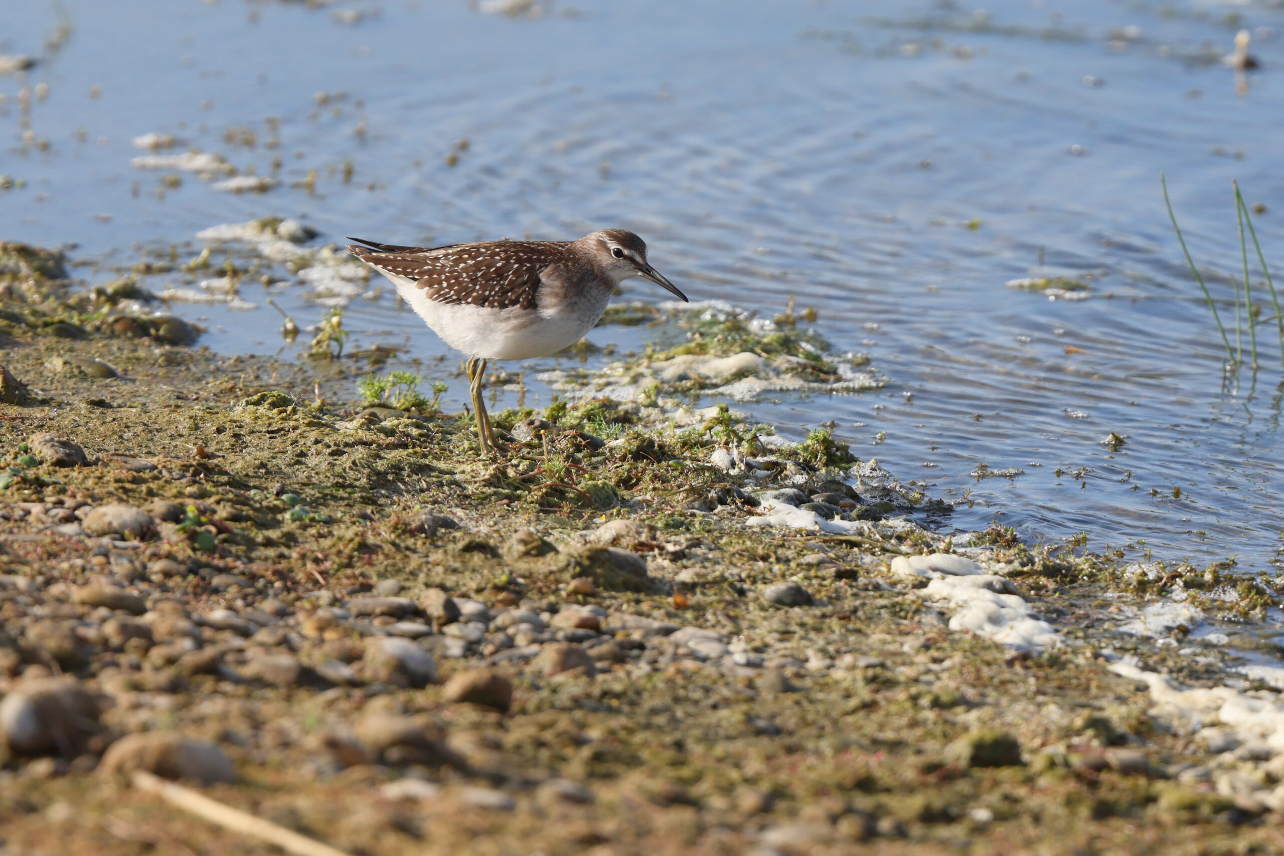 Wood Sandpiper. Isle of Man, August 2024 © Neil G Morris.