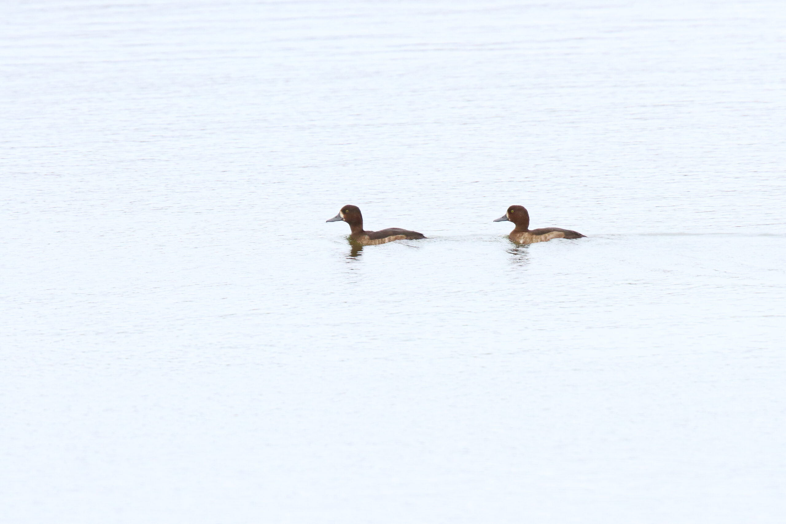 Tufted Duck. Isle of Man, August 2021 © Neil G. Morris.