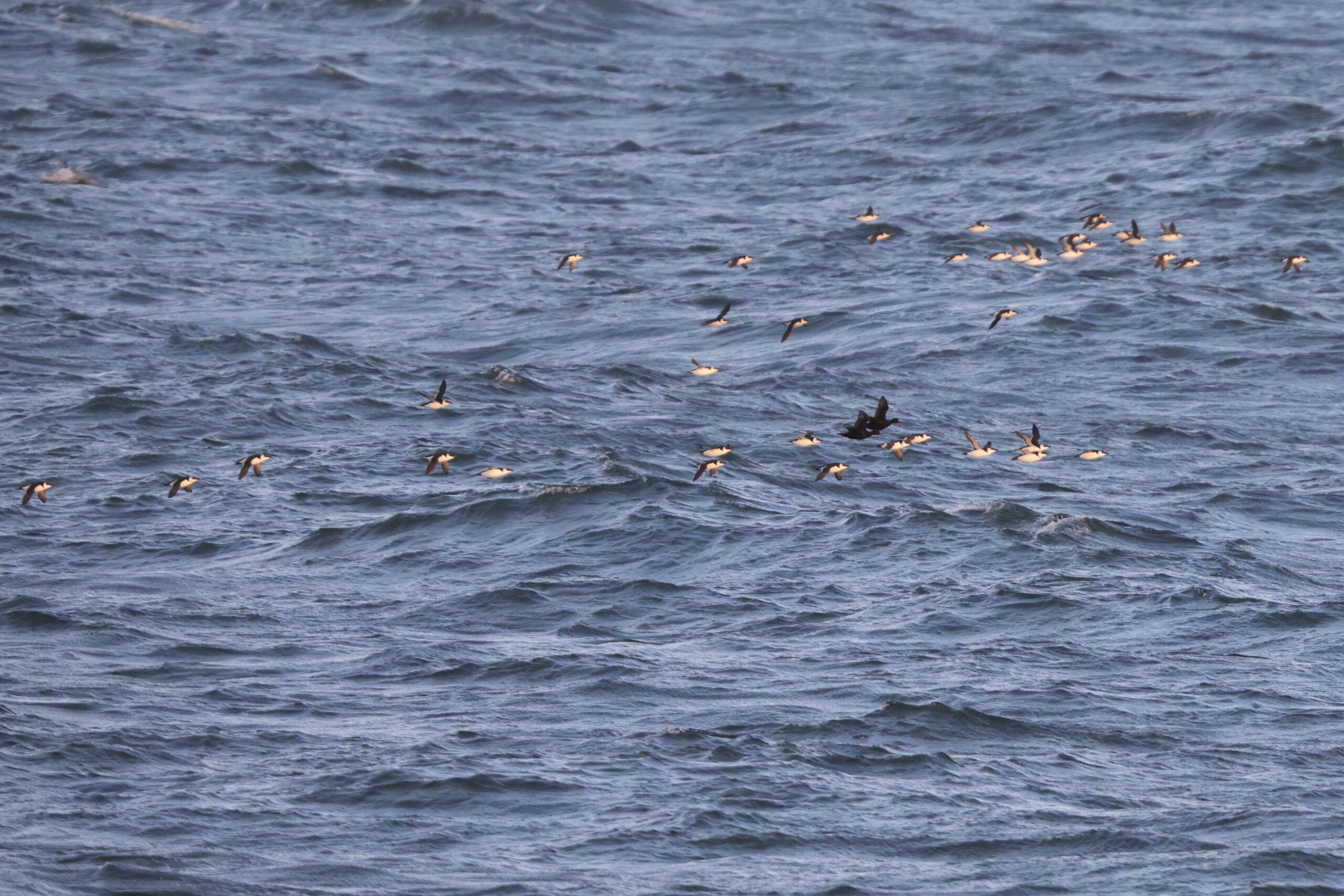 Common Scoter. Isle of Man, October 2024 © Neil G Morris.