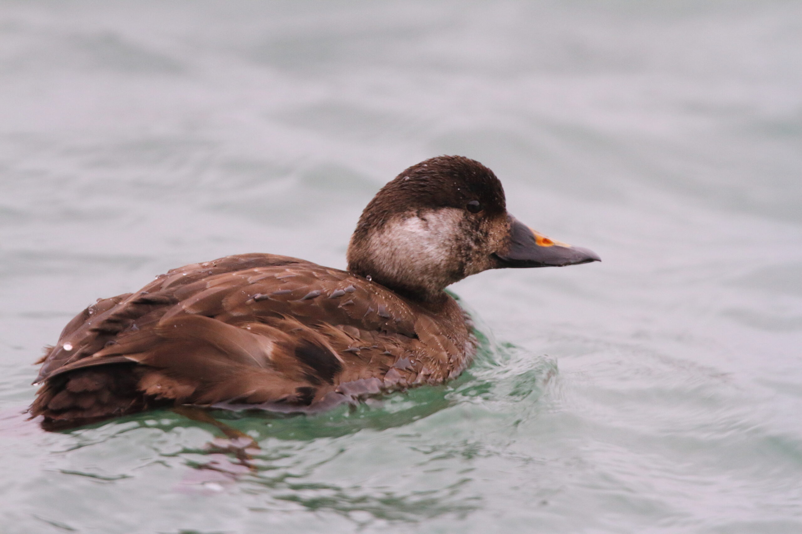 Common Scoter. Isle of Man, December 2020 © Neil G Morris.