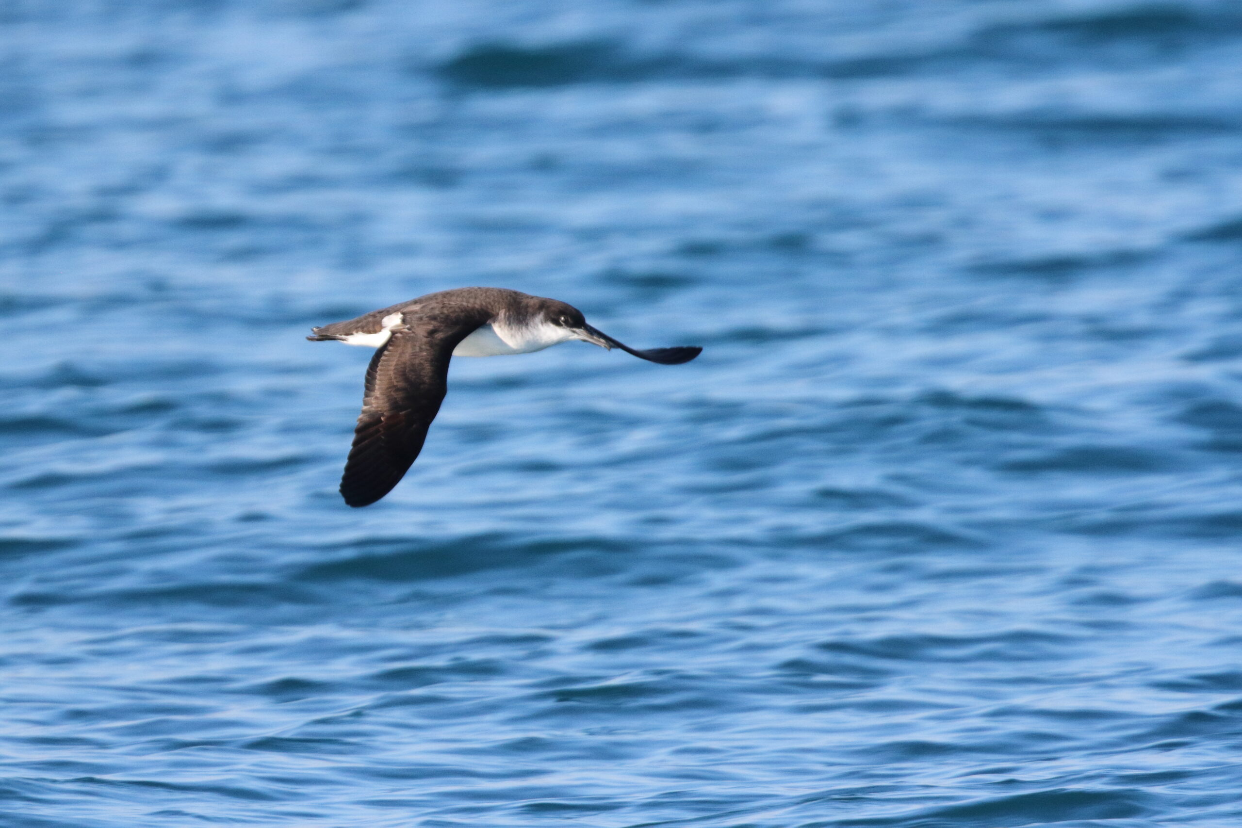 Manx Shearwater. Isle of Man, June 2018 © Neil G Morris.