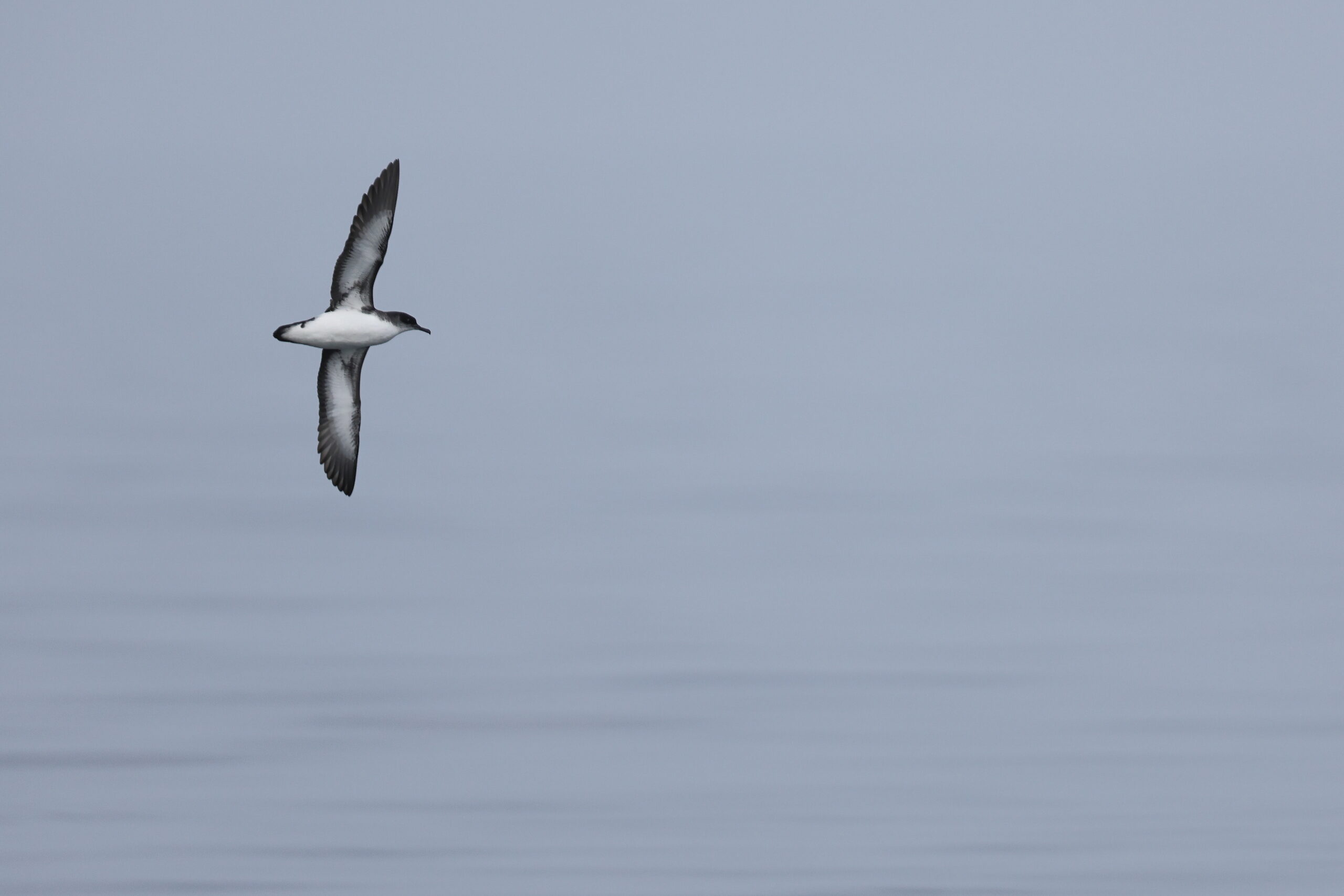 Manx Shearwater. Isle of Man, June 2022 © Neil G Morris.