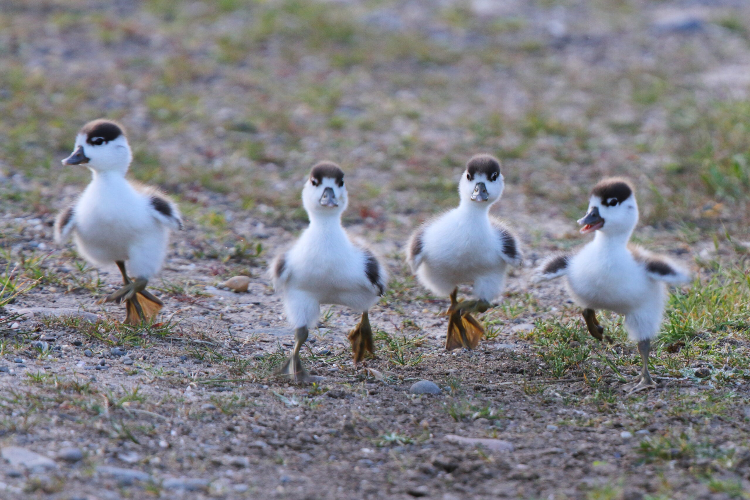 Shelduck. Isle of Man,June 2021 © Neil G Morris.