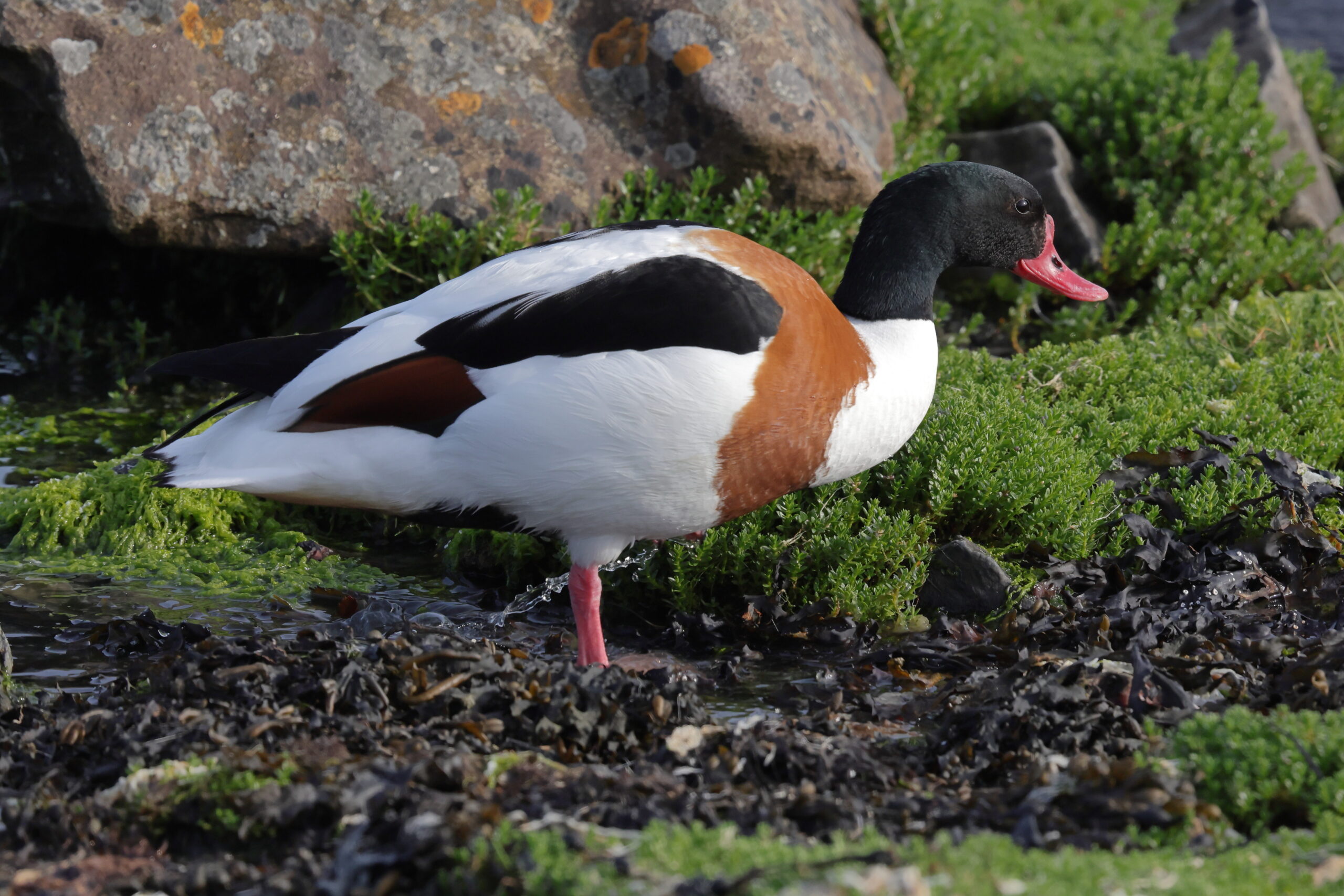 Starling. Isle of Man, May 2023 © Neil G Morris.