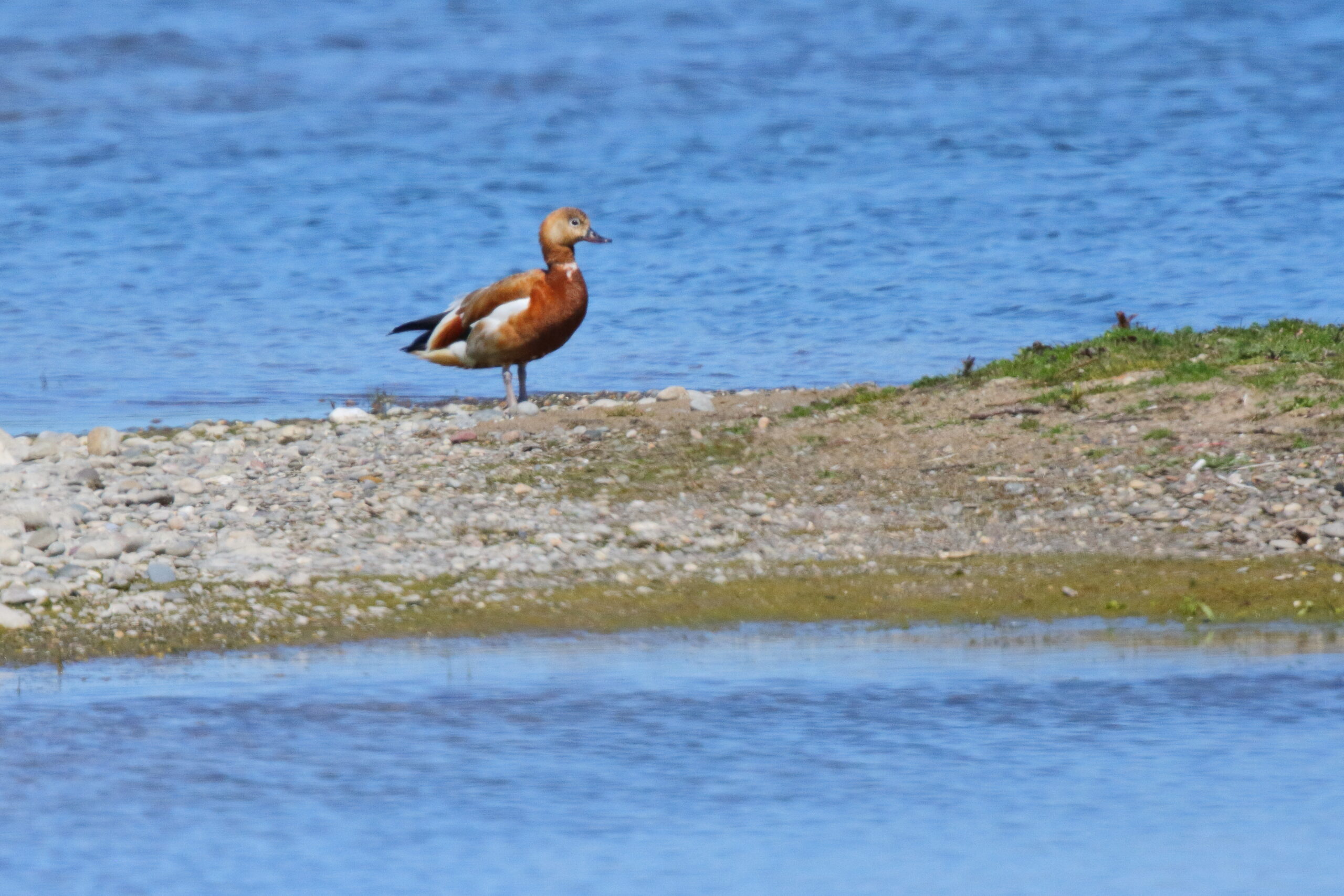 Shelduck (Tadorna) sp. Isle of Man, May 2019 © Neil G. Morris.