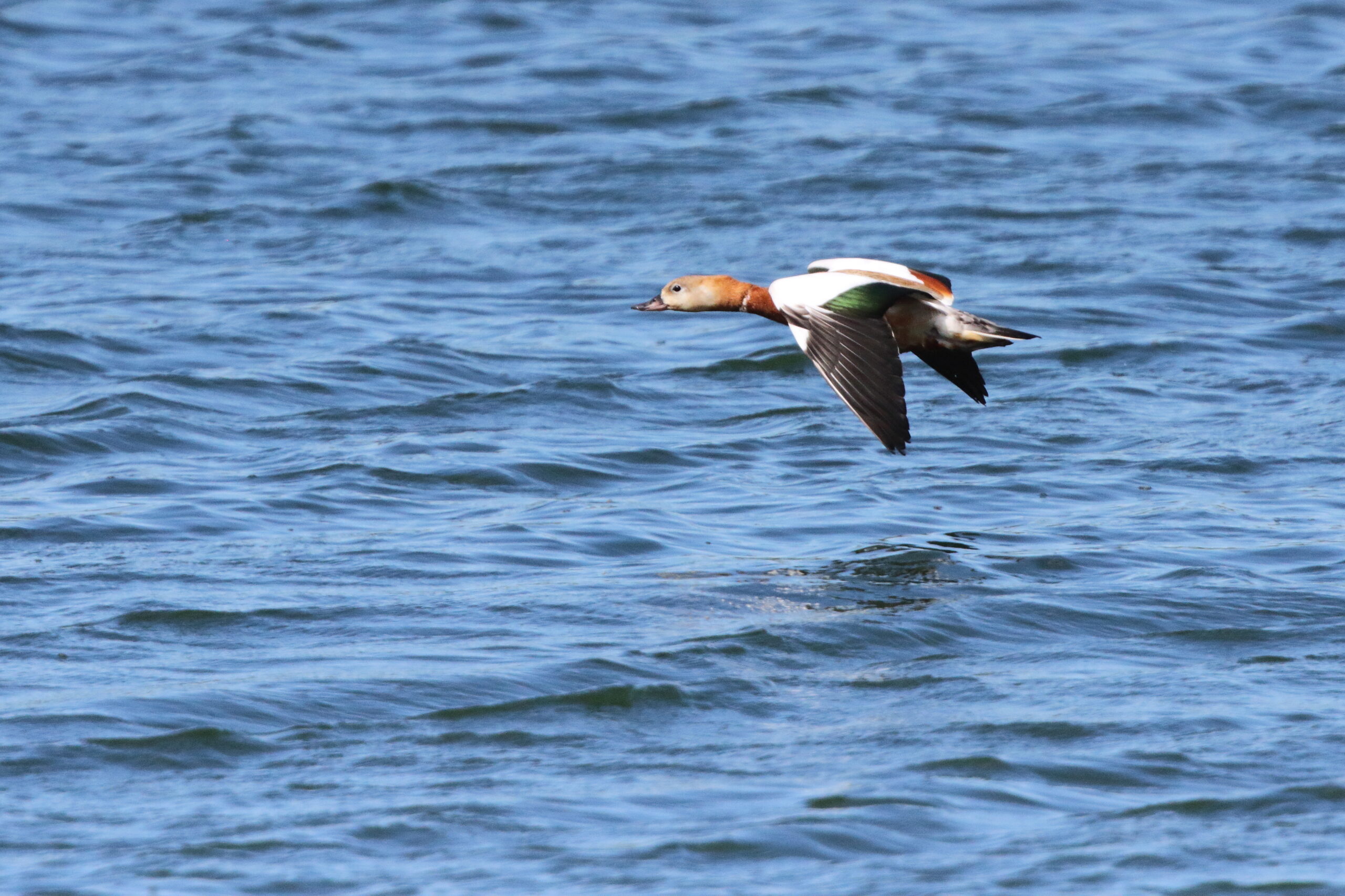 Shelduck (Tadorna) sp. Isle of Man, May 2019 © Neil G Morris.
