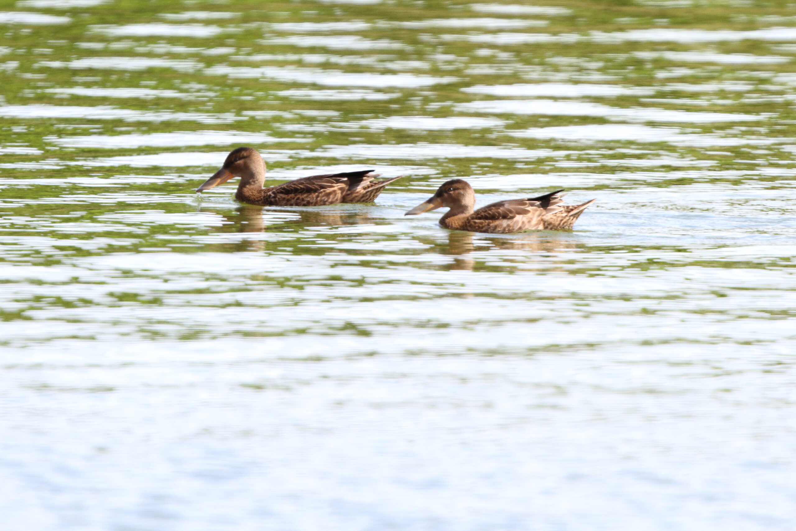 Shoveler. Isle of Man, July 2021 © Neil G Morris.