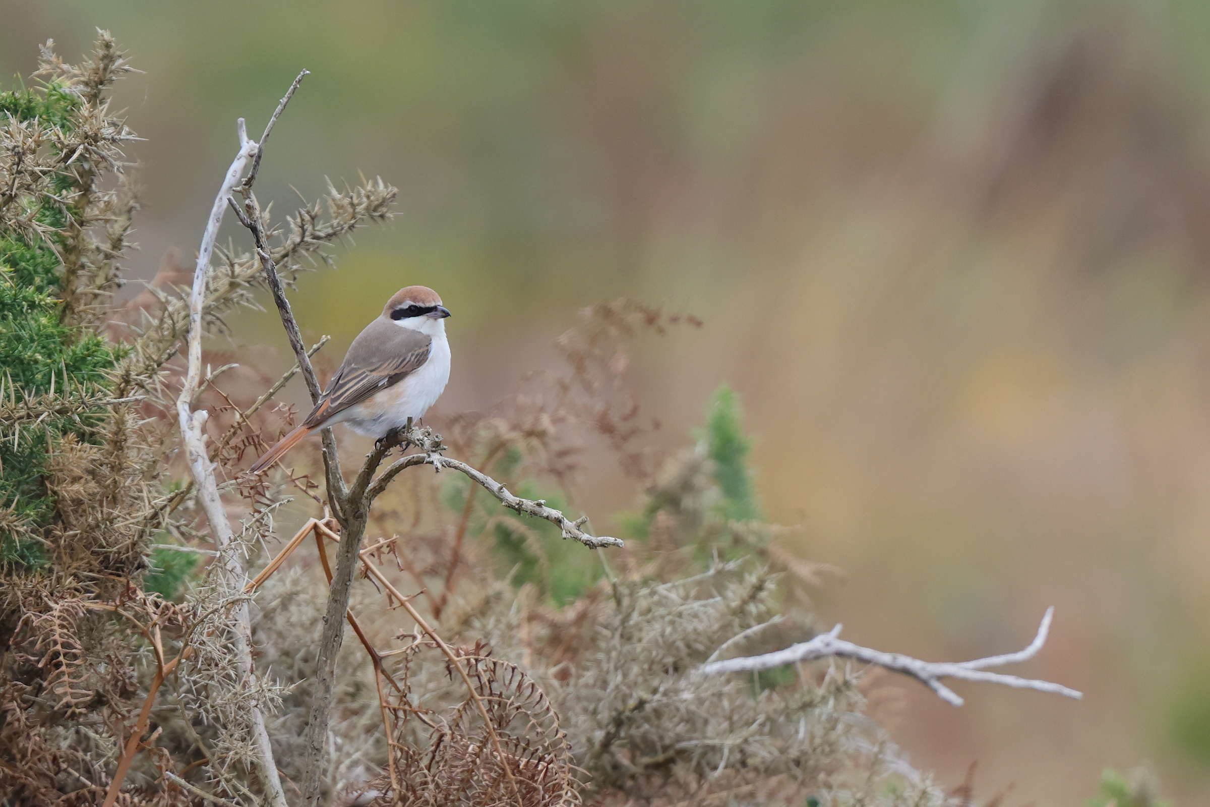 Turkestan Shrike. Dunwich, October 2025 © Neil G Morris.