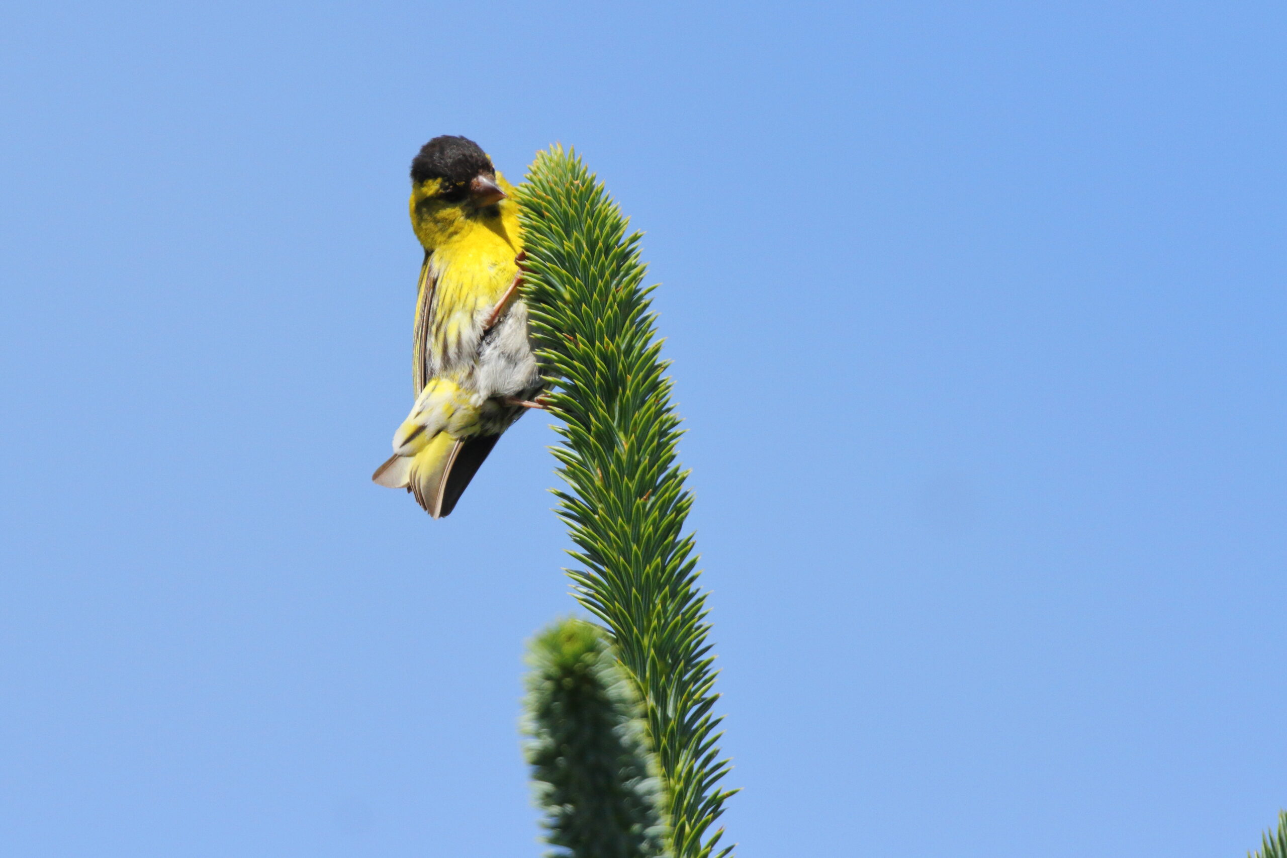 Siskin. Isle of Man, July 2021 © Neil G Morris.