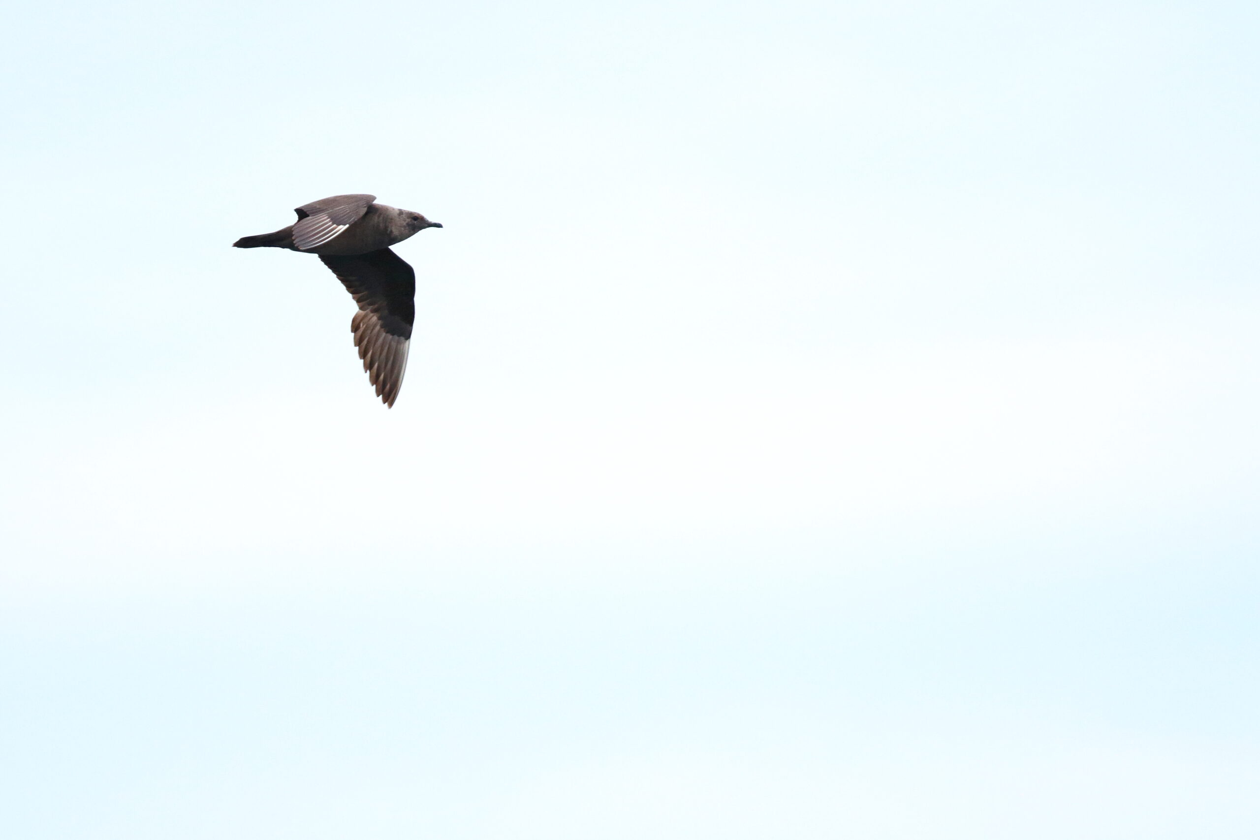 Arctic Skua. Isle of Man, August 2018 © Neil G Morris.