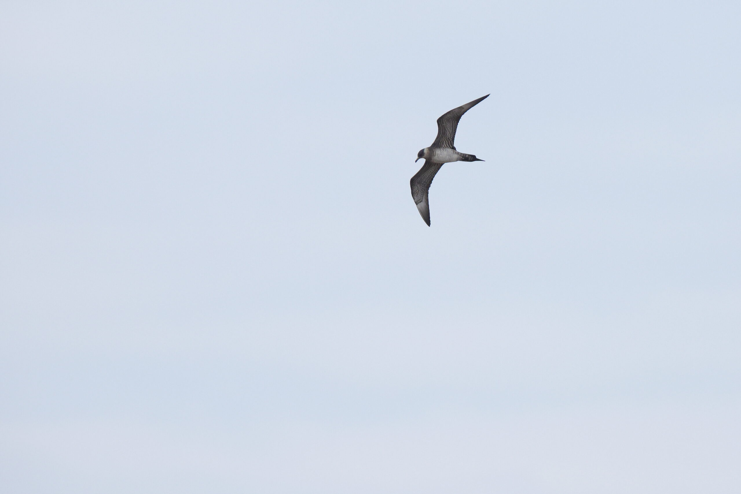 Arctic Skua. Isle of Man, July 2023 © Neil G Morris.
