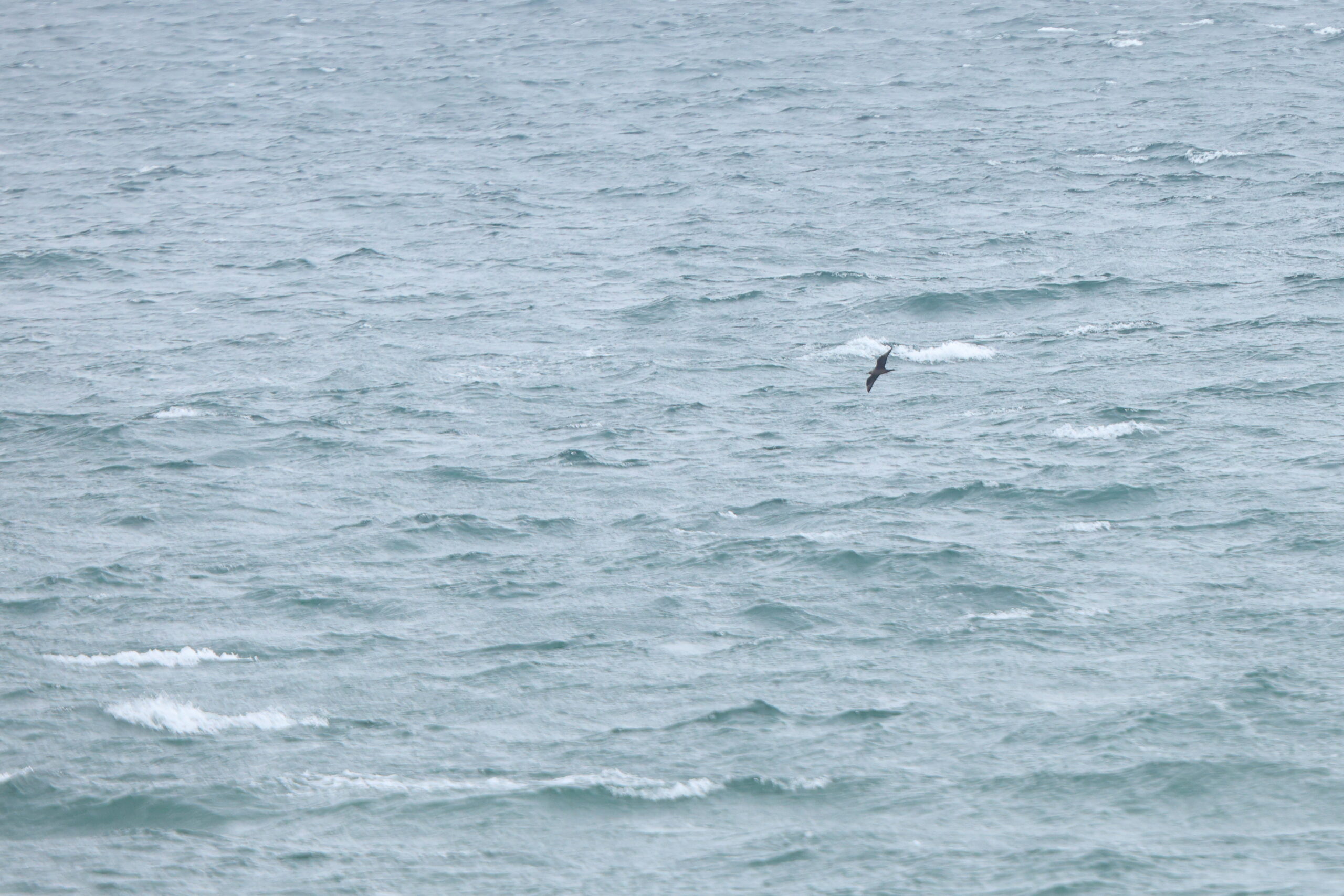 Arctic Skua. Isle of Man, May 2024 © Neil G Morris.