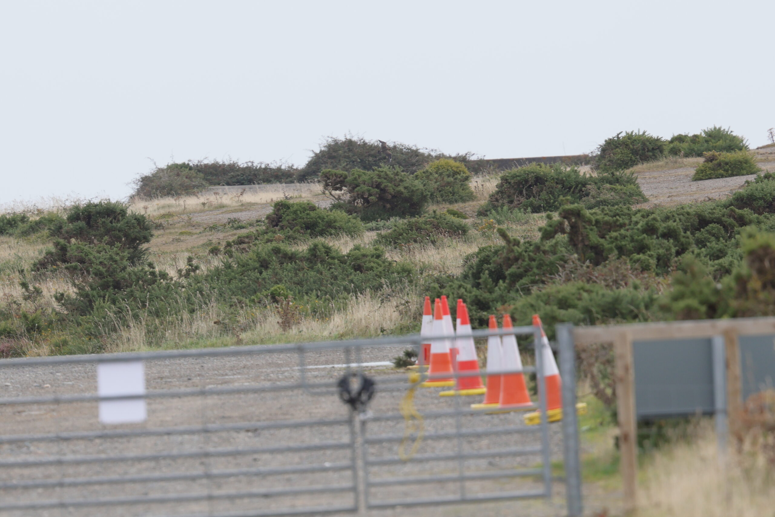 Arctic Skua. Isle of Man, September 2024 © Neil G Morris.