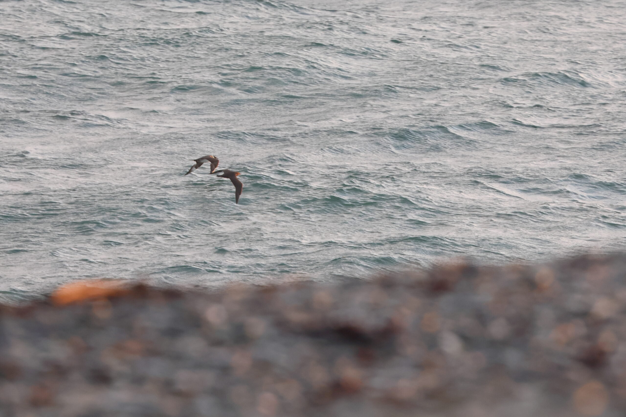 Arctic Skua. Isle of Man, September 2024 © Neil G Morris.