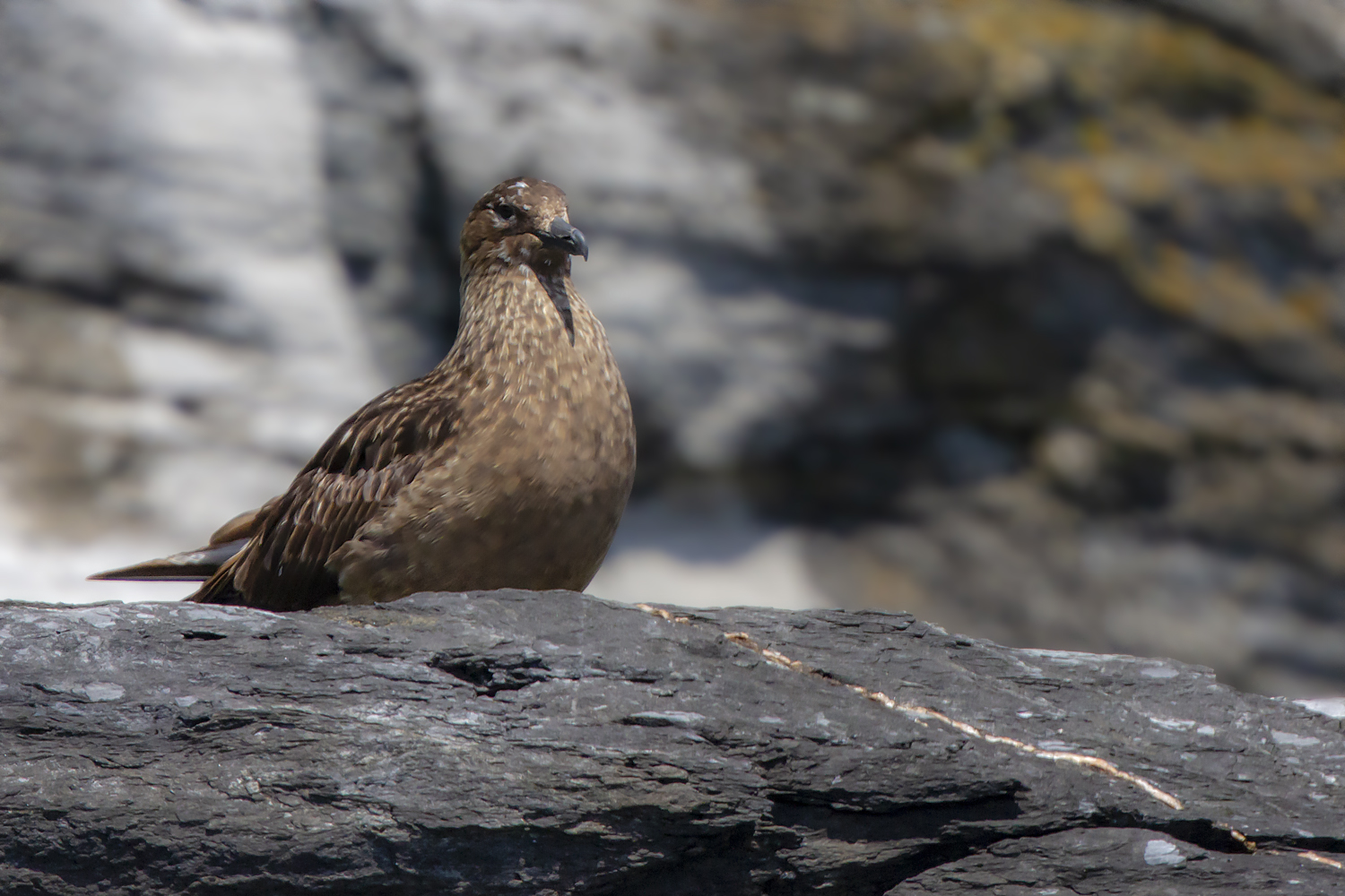 Great Skua. Isle of Man, June 2019 © Neil G Morris.