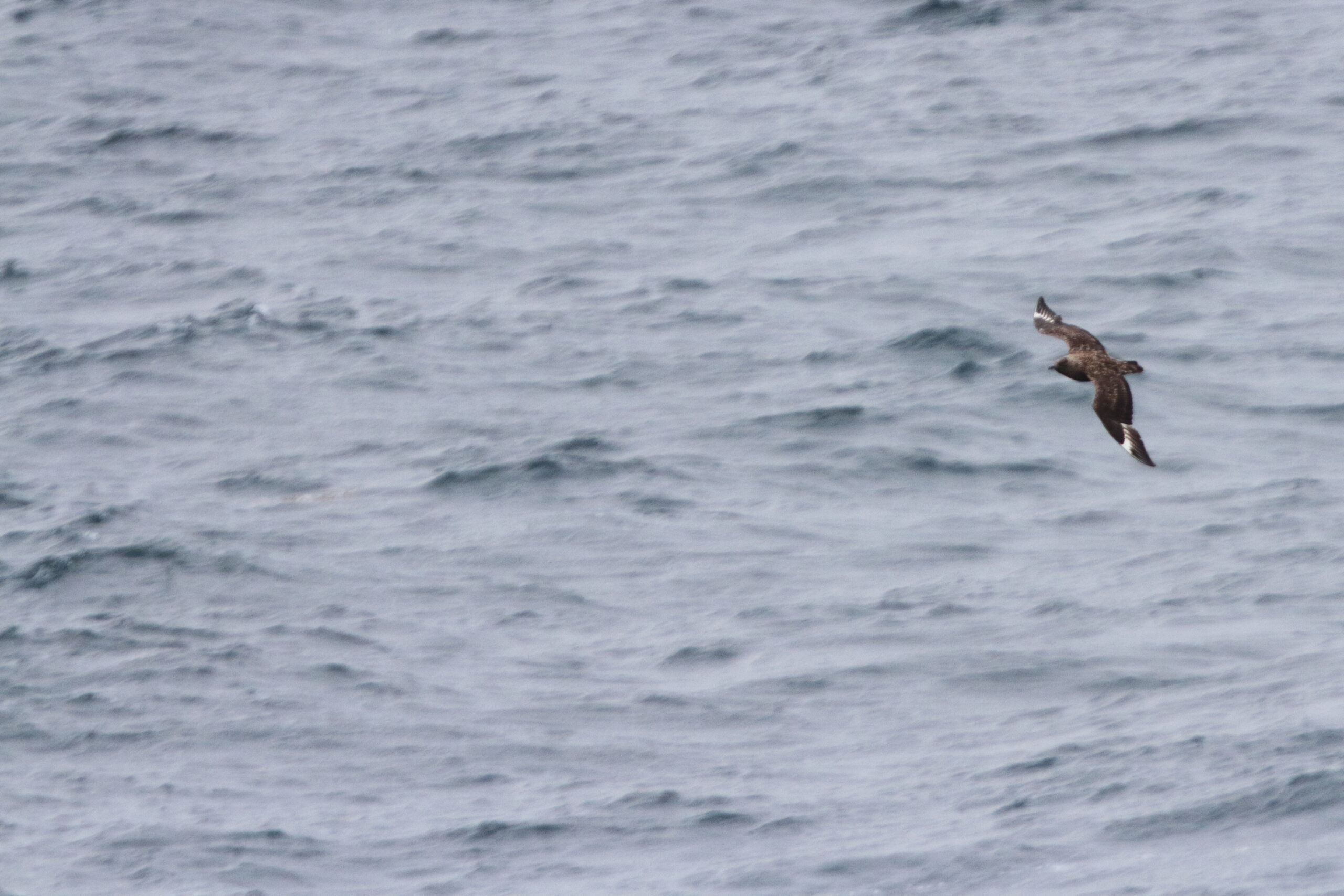 Great Skua. Isle of Man, August 2018 © Neil G Morris.